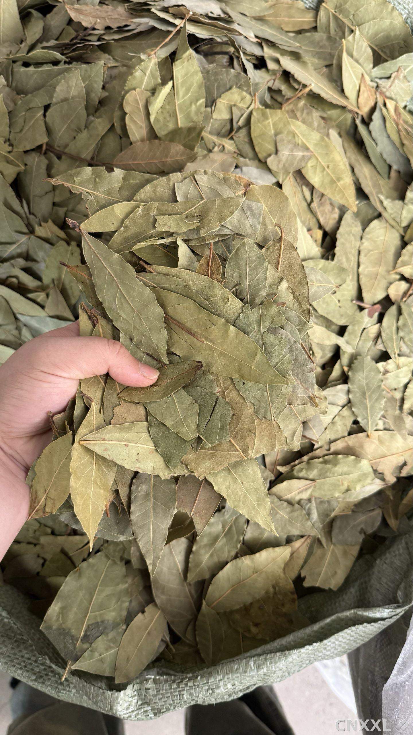 spice_54_2b182d9f_3.jpg
