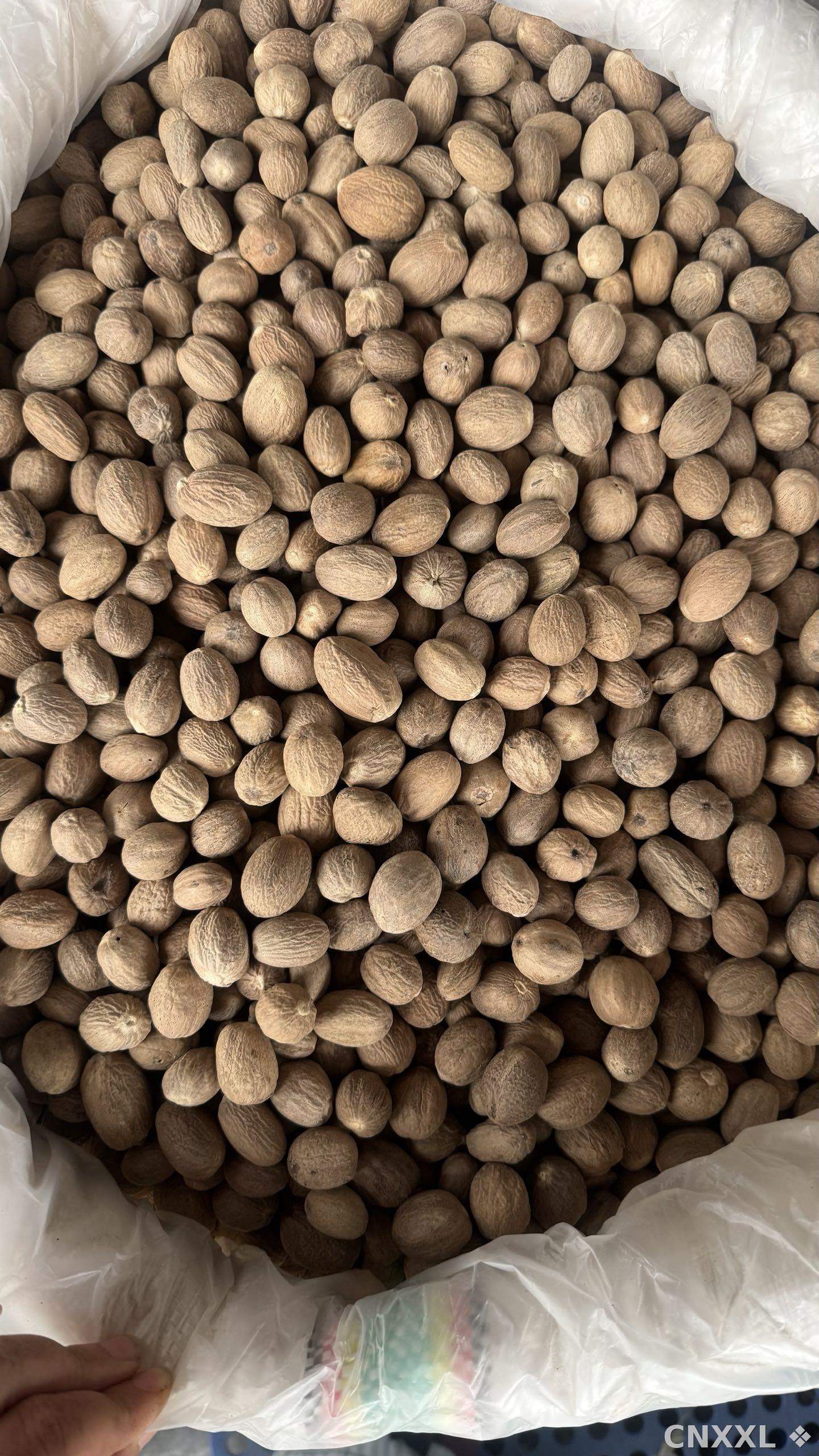 spice_5_2085d592_3.jpg