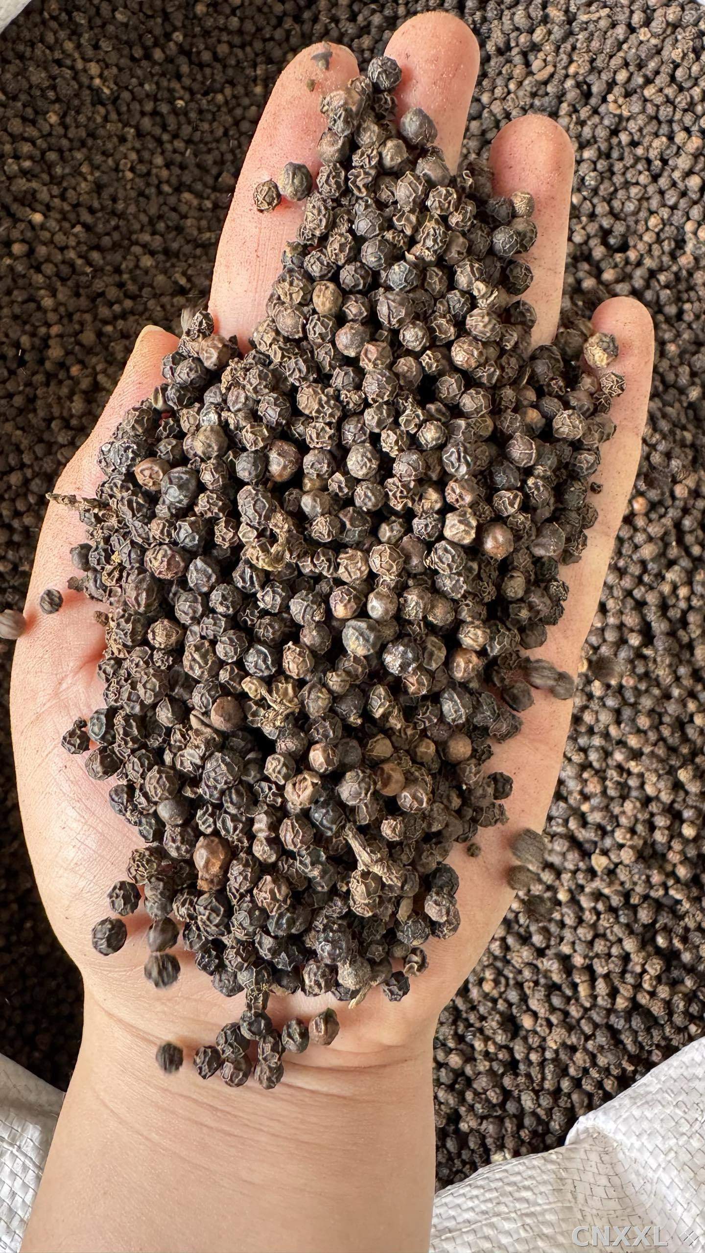 spice_61_500cb11a_1.jpg