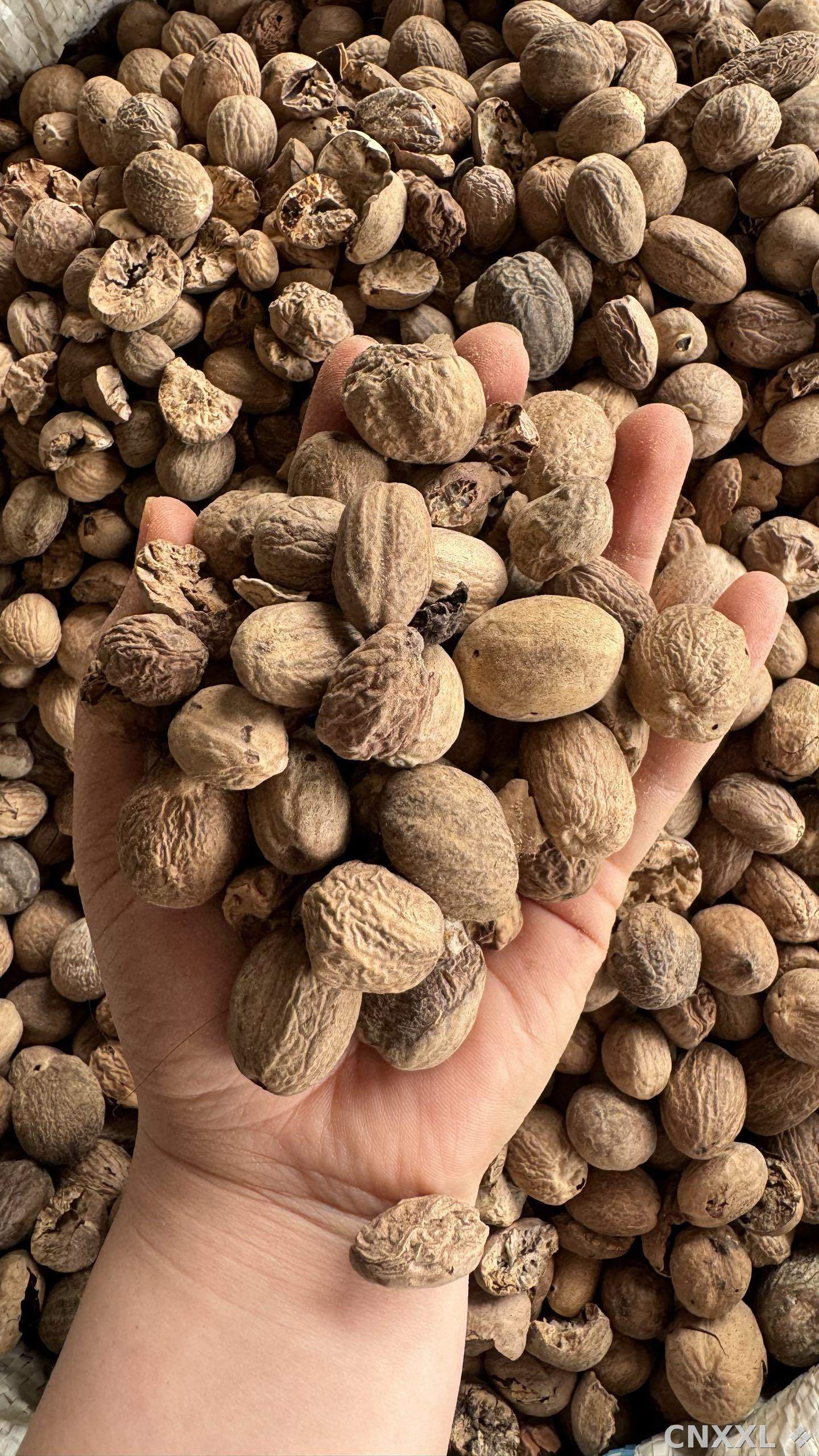 spice_6_b1b738c4_1.jpg
