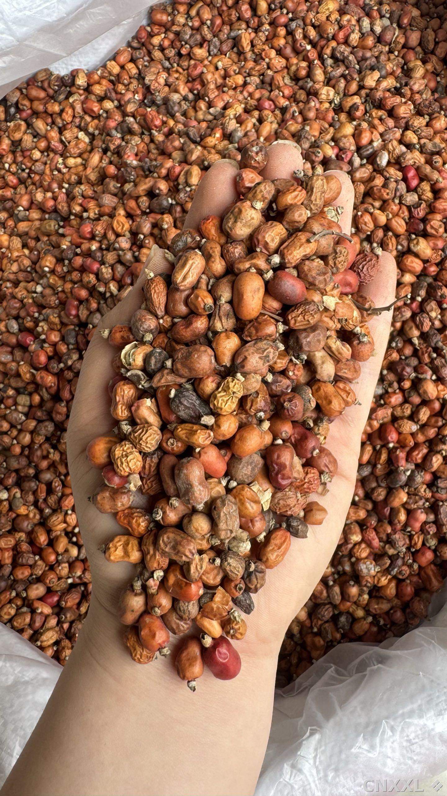 spice_71_3e8ce54d_2.jpg