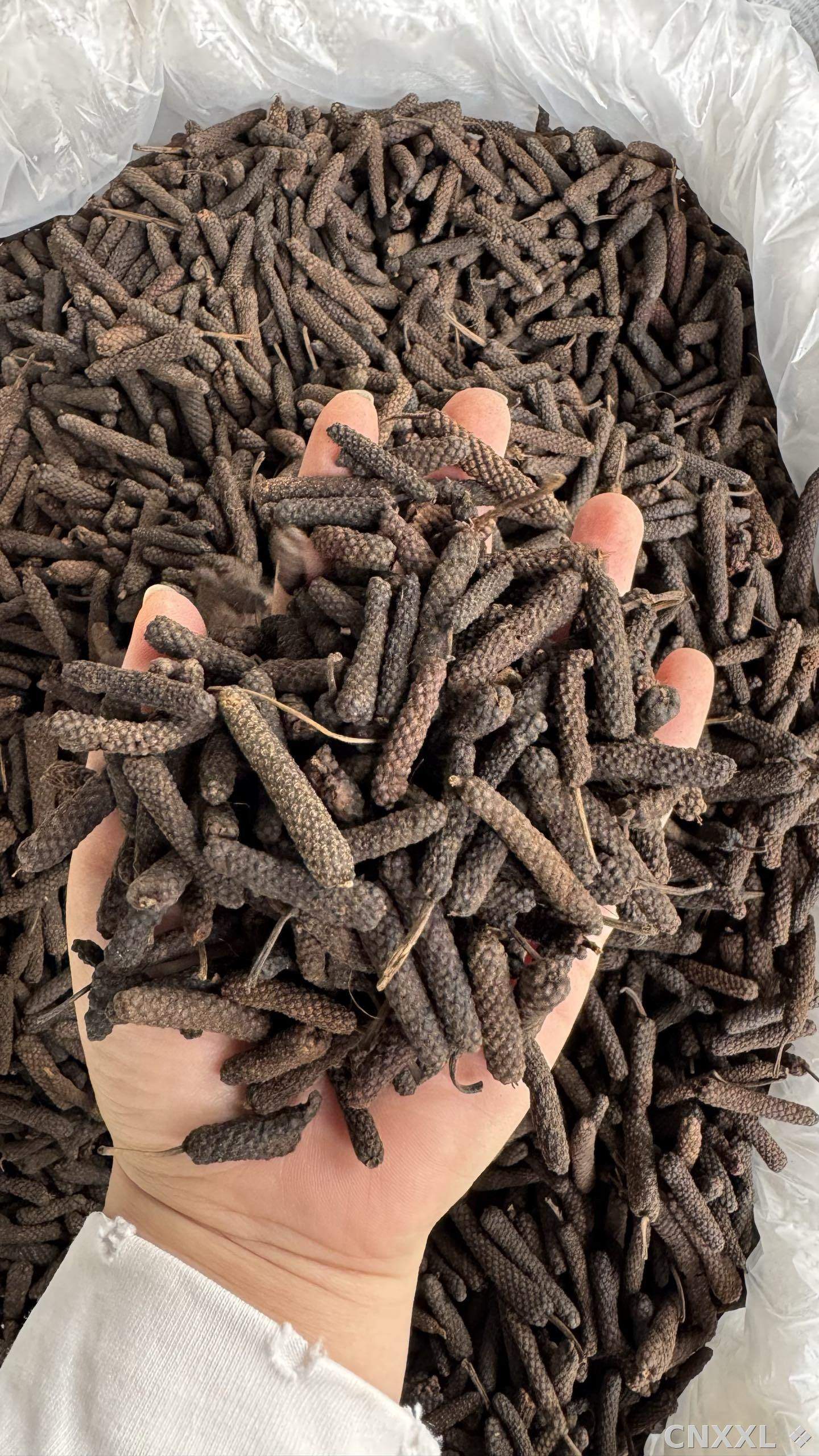 spice_743_907976bf_1.jpg