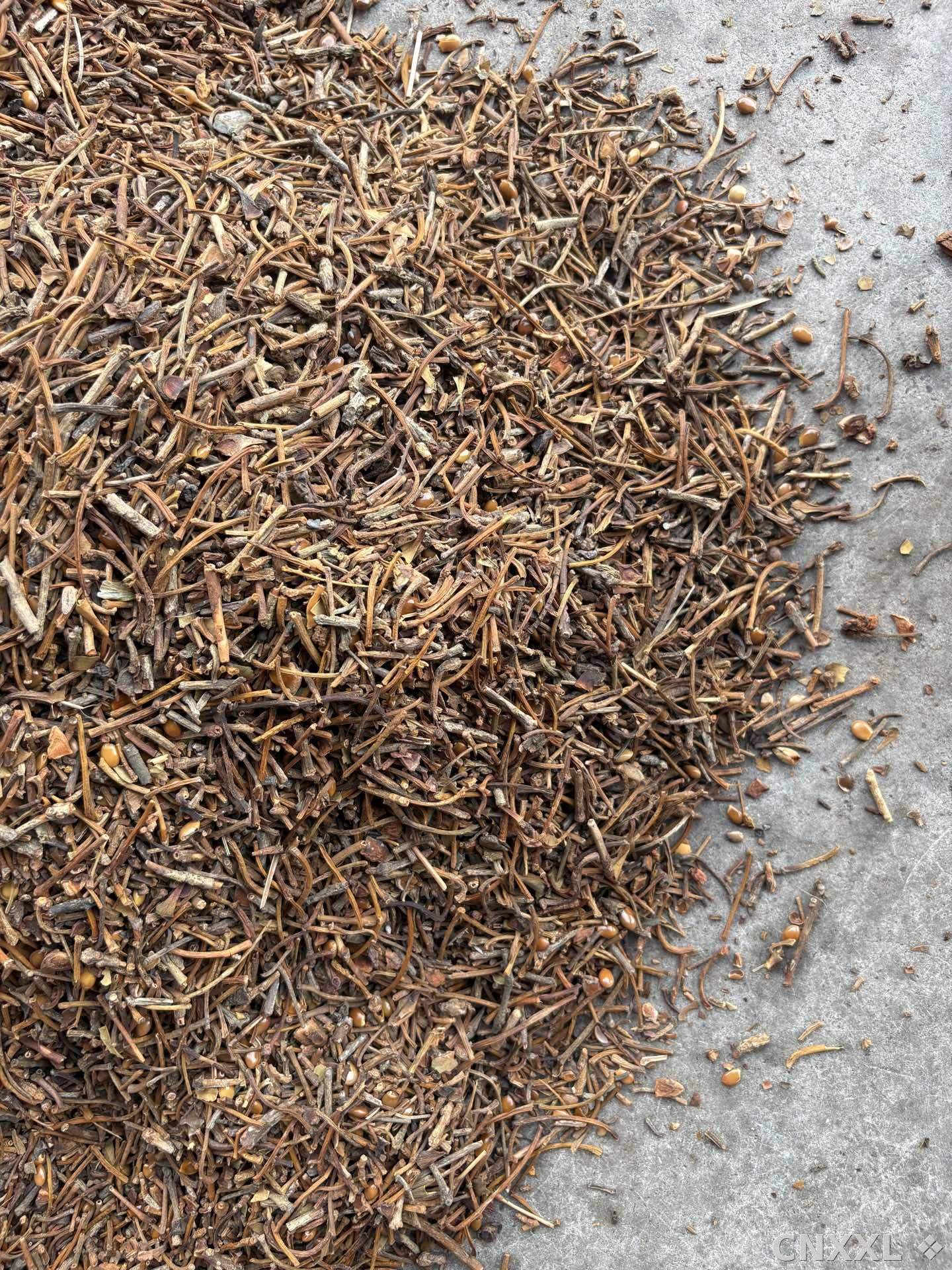 spice_79_a1306d5f_3.jpg