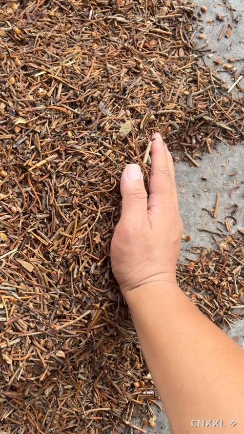 spice_80_7343679e_1.jpg