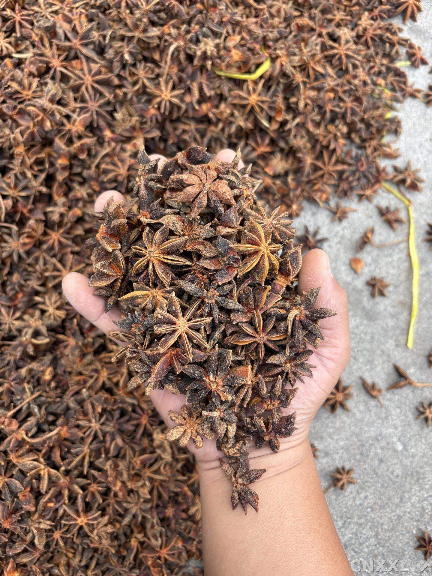 spice_8294_4afdb058_1.jpg