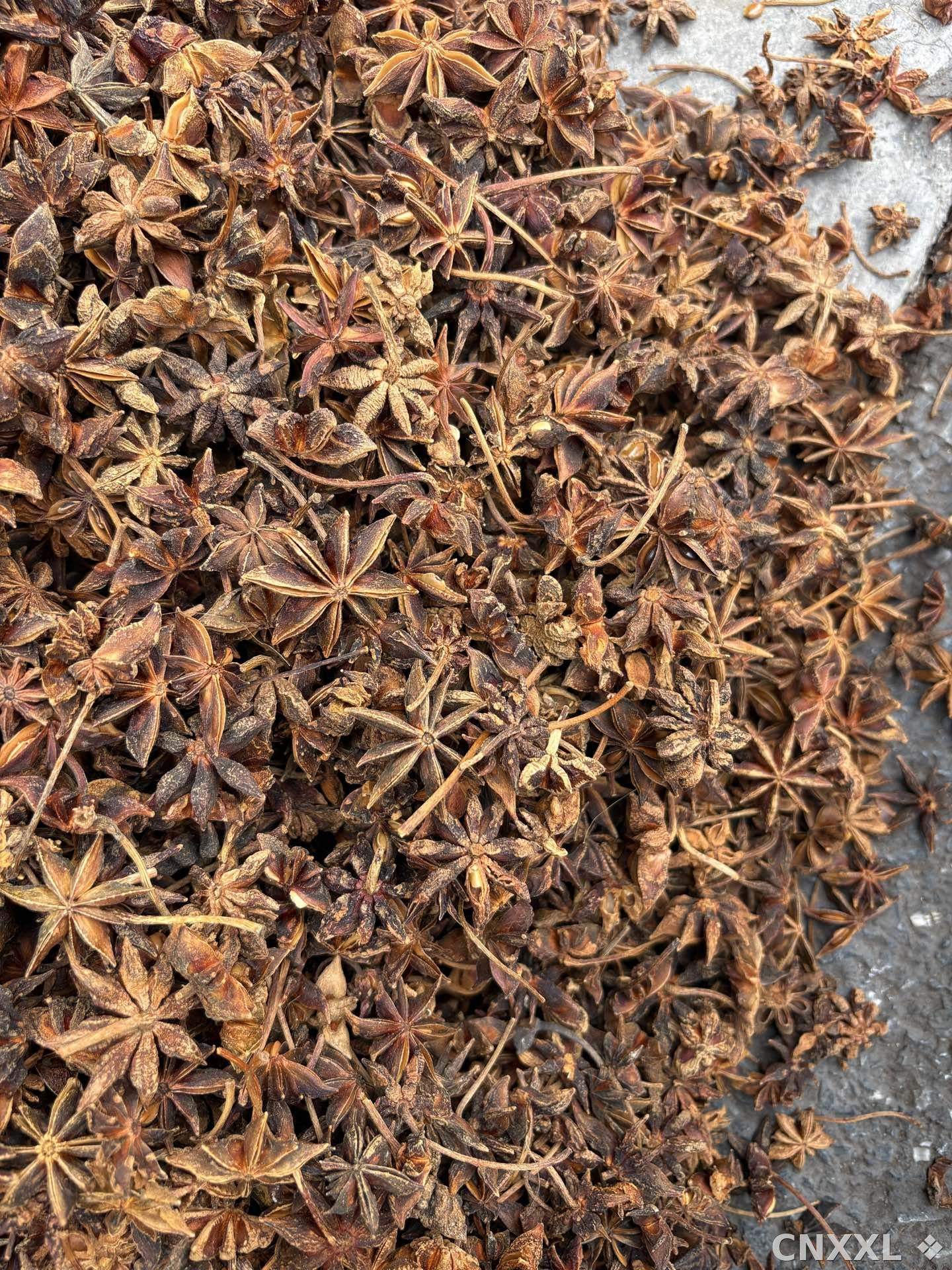 spice_8297_97c970fa_3.jpg
