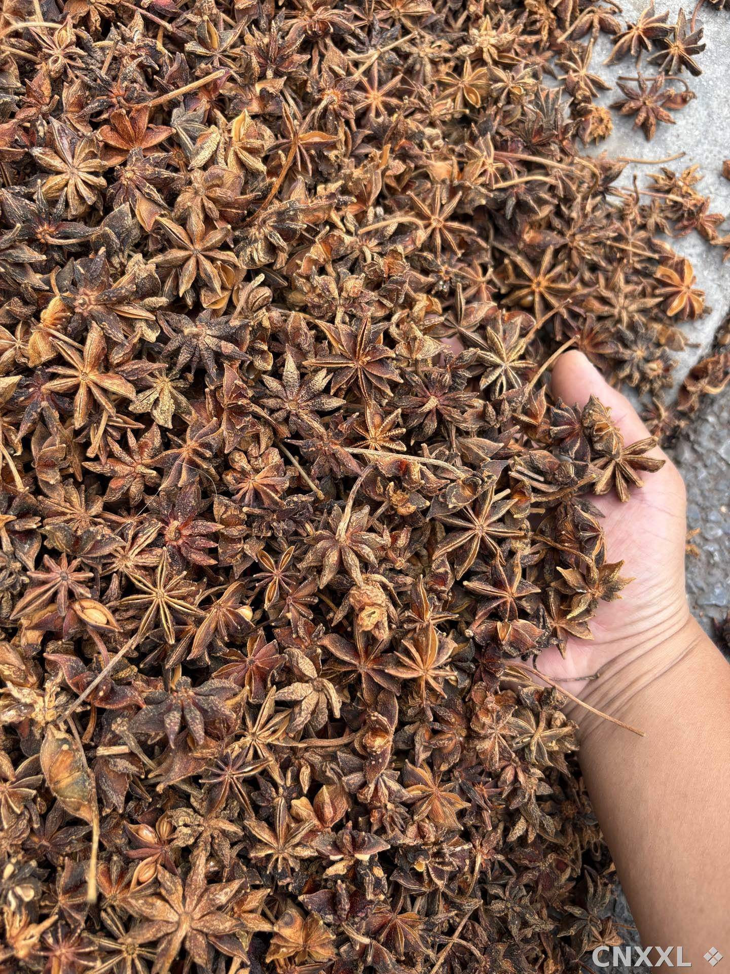 spice_8297_c9f0a693_2.jpg