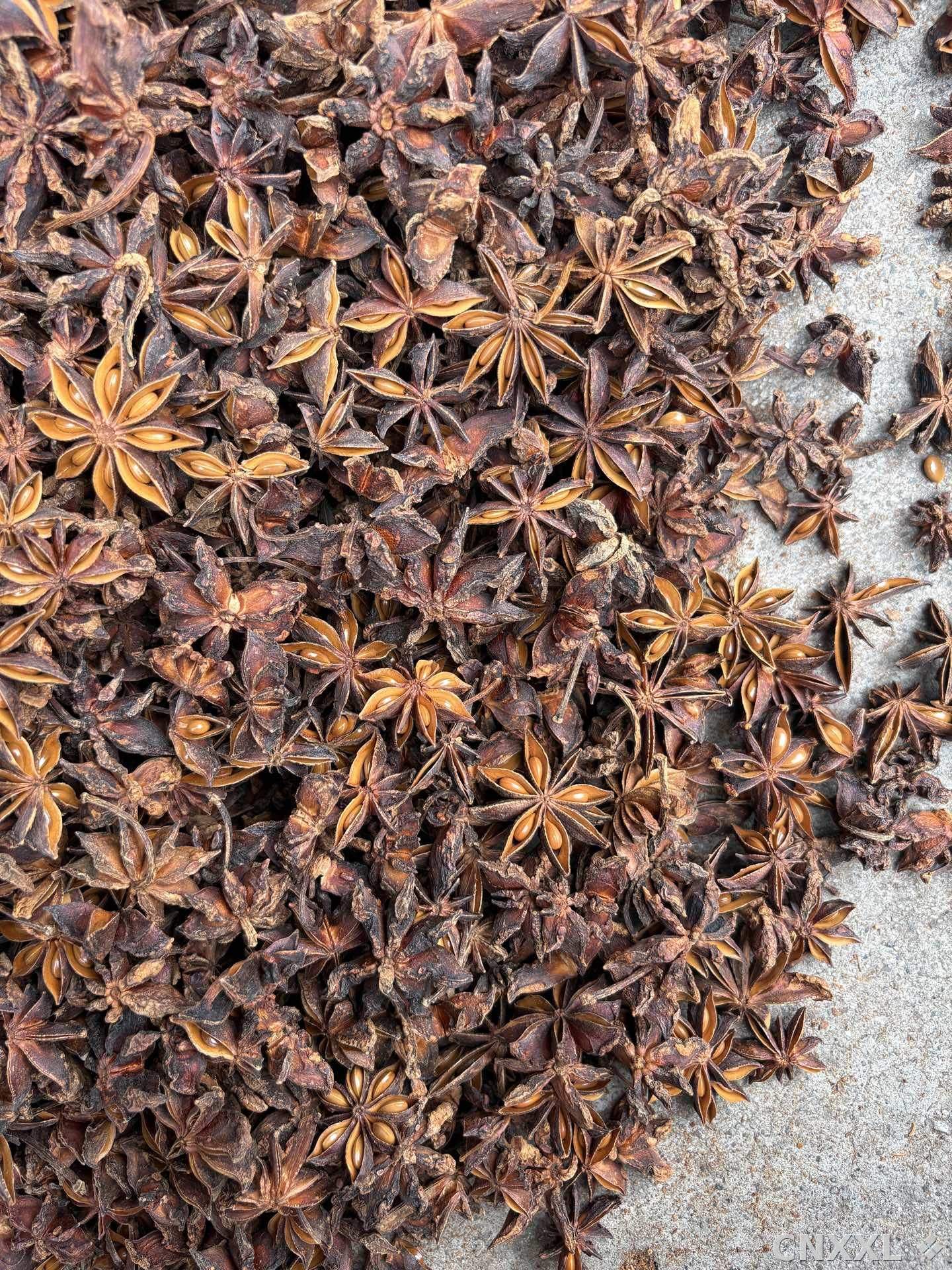 spice_8299_4b30270c_3.jpg