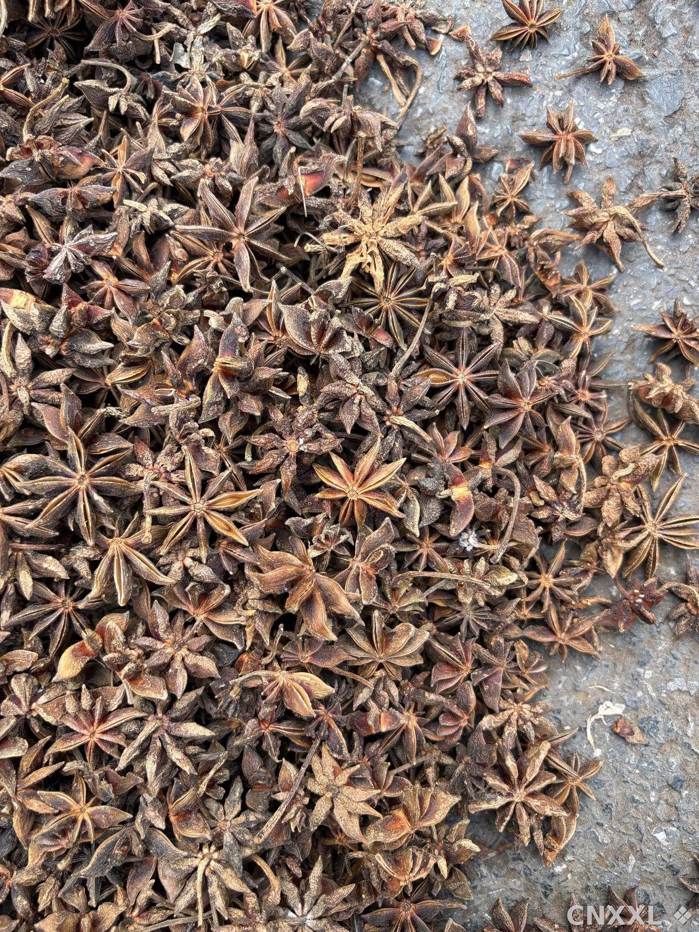 spice_8304_0ca0c738_3.jpg
