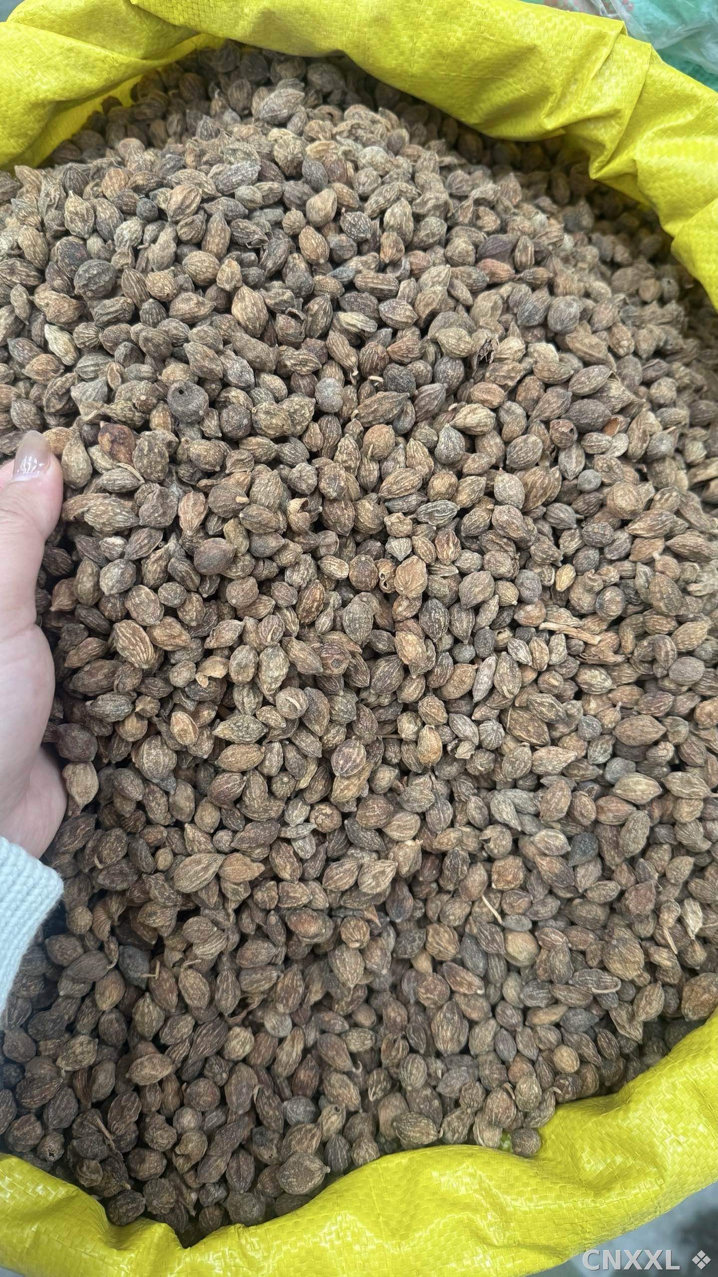 spice_8330_e572563d_3.jpg