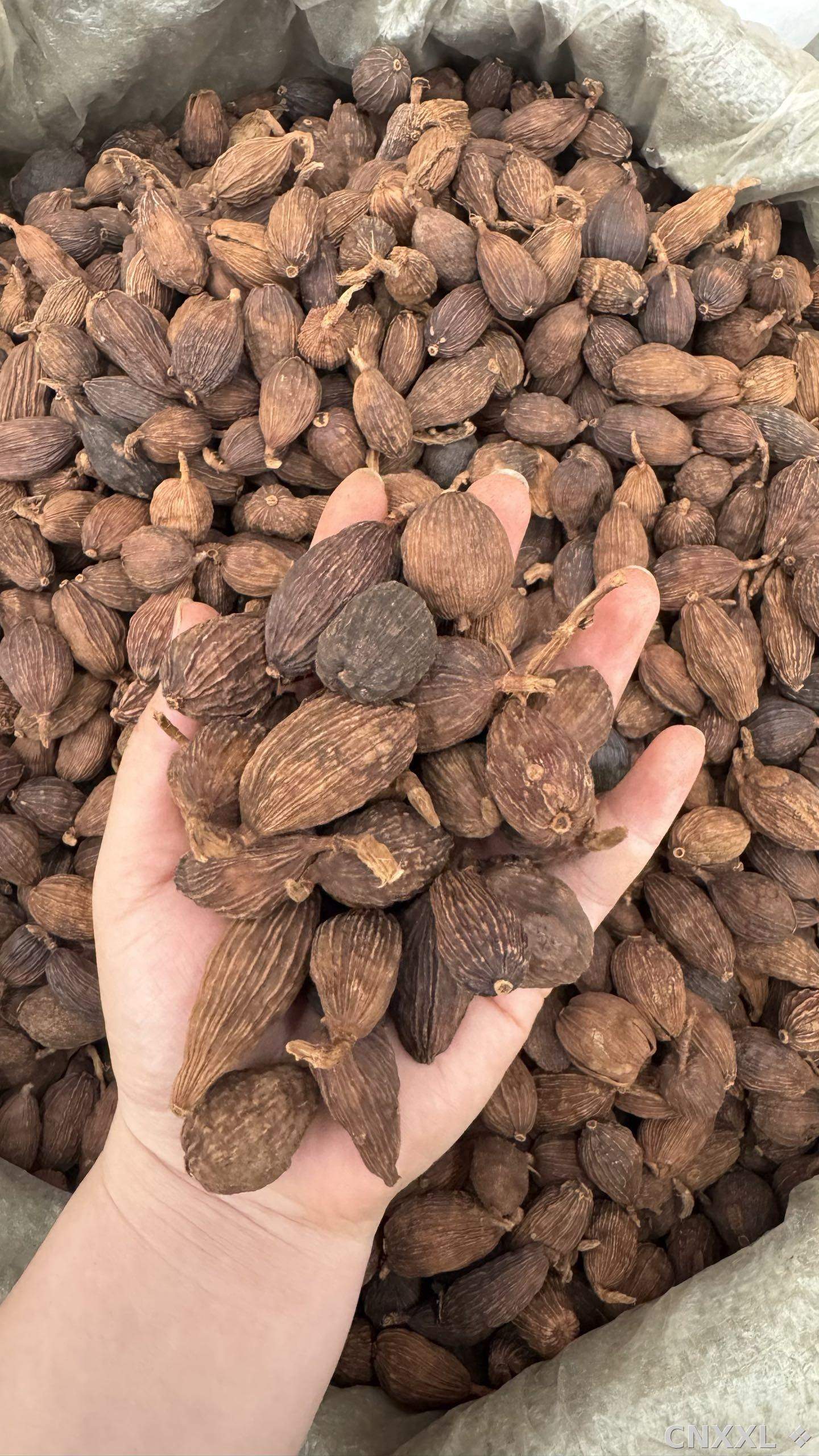 spice_8335_d83e63e4_1.jpg