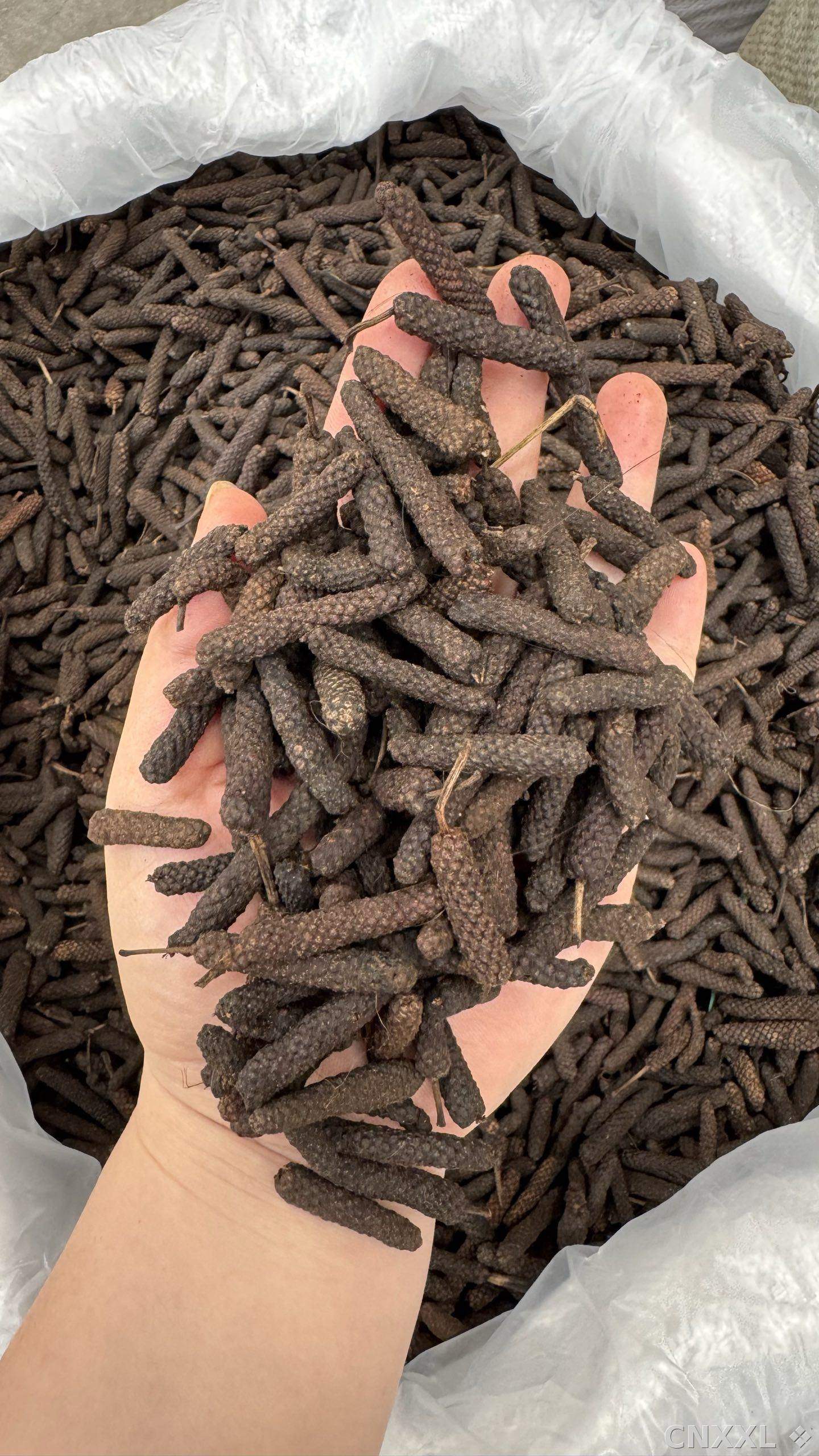 spice_8337_4064e1ab_1.jpg