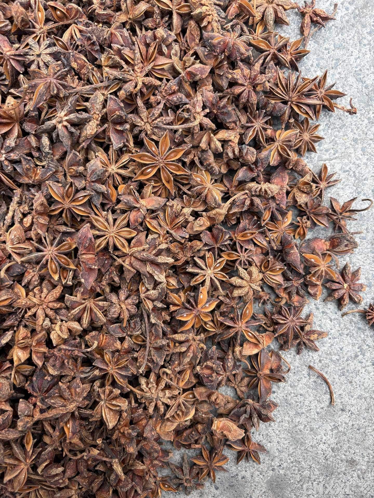spice_8340_0eb5b126_3.jpg