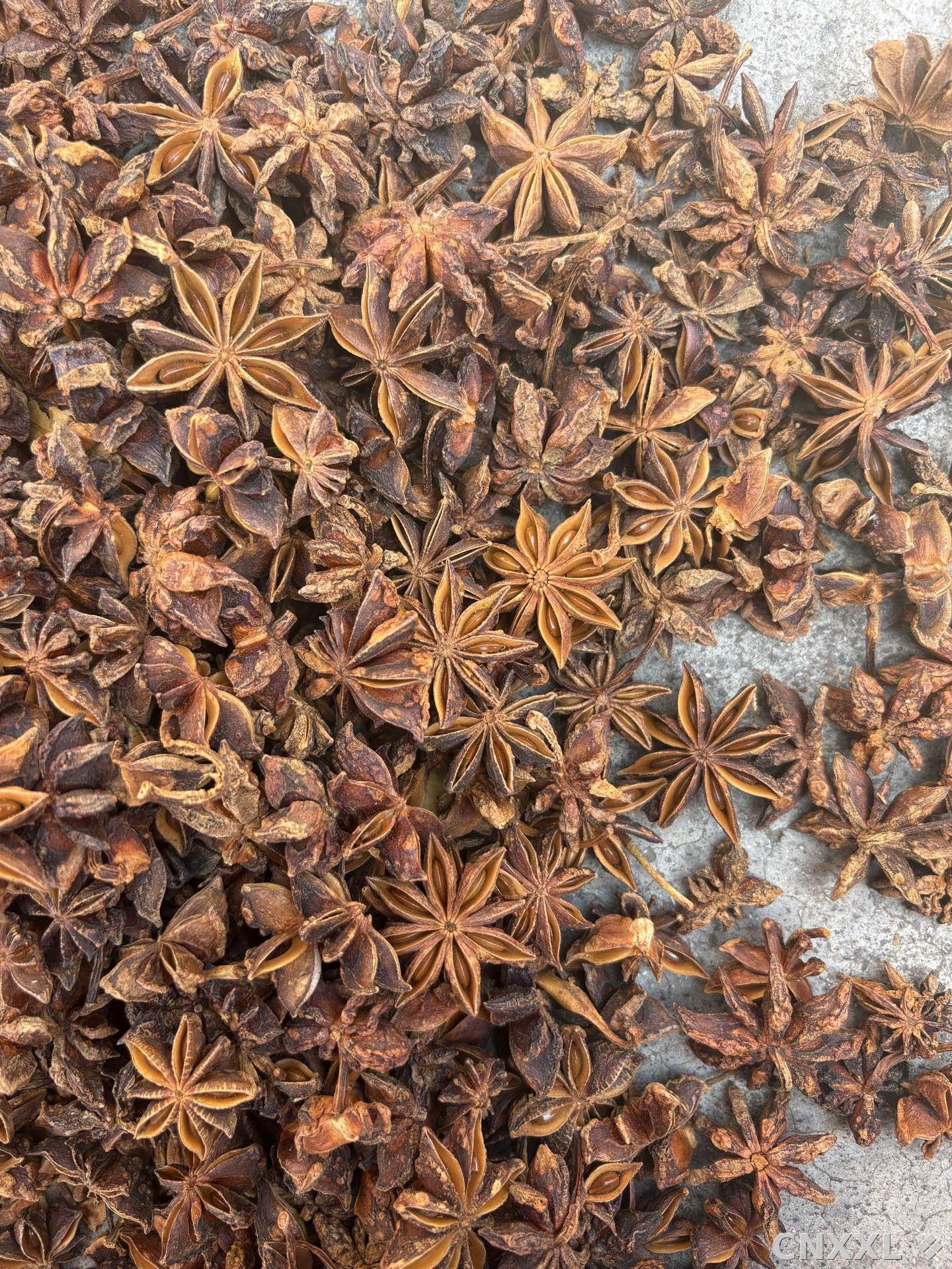 spice_8341_f8d1ce61_3.jpg