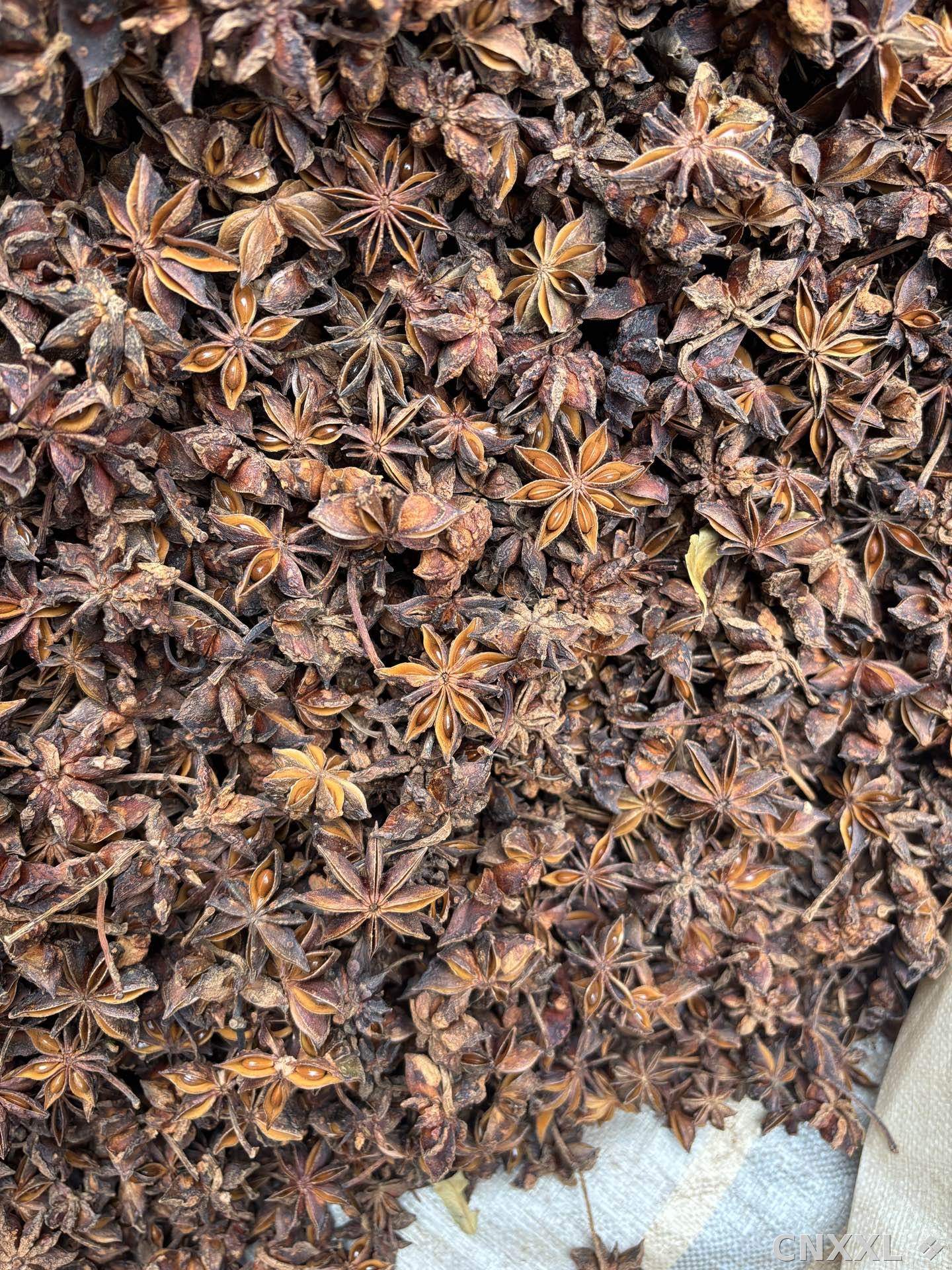 spice_8342_663d7f24_1.jpg