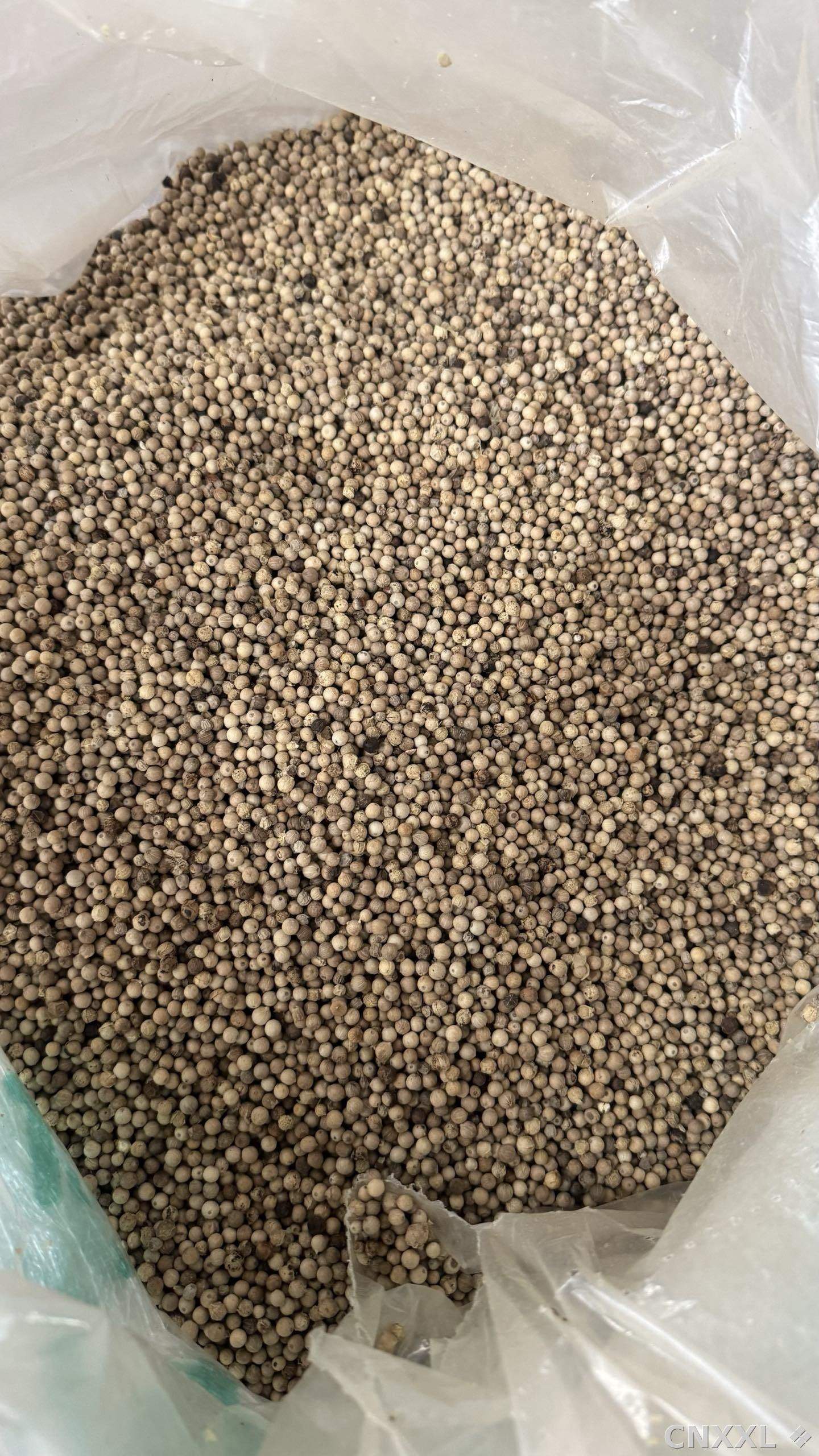 spice_8358_2efab131_3.jpg