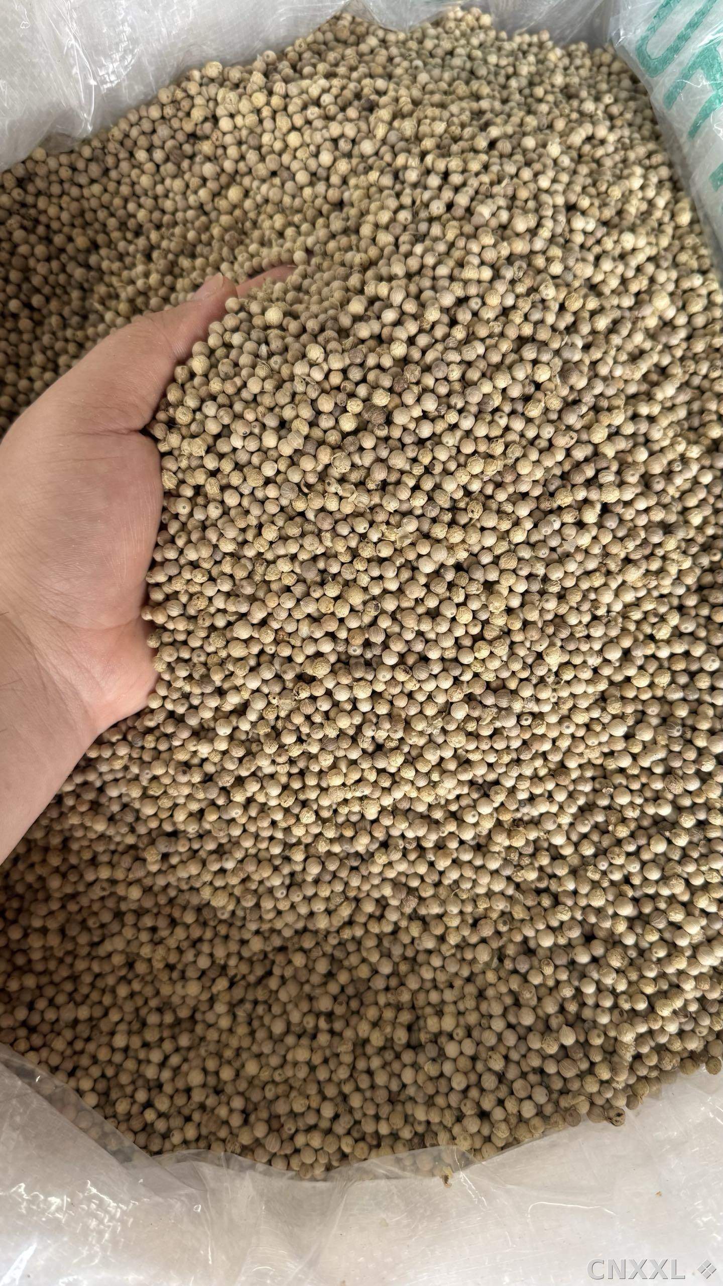 spice_8359_5b0d61ea_3.jpg