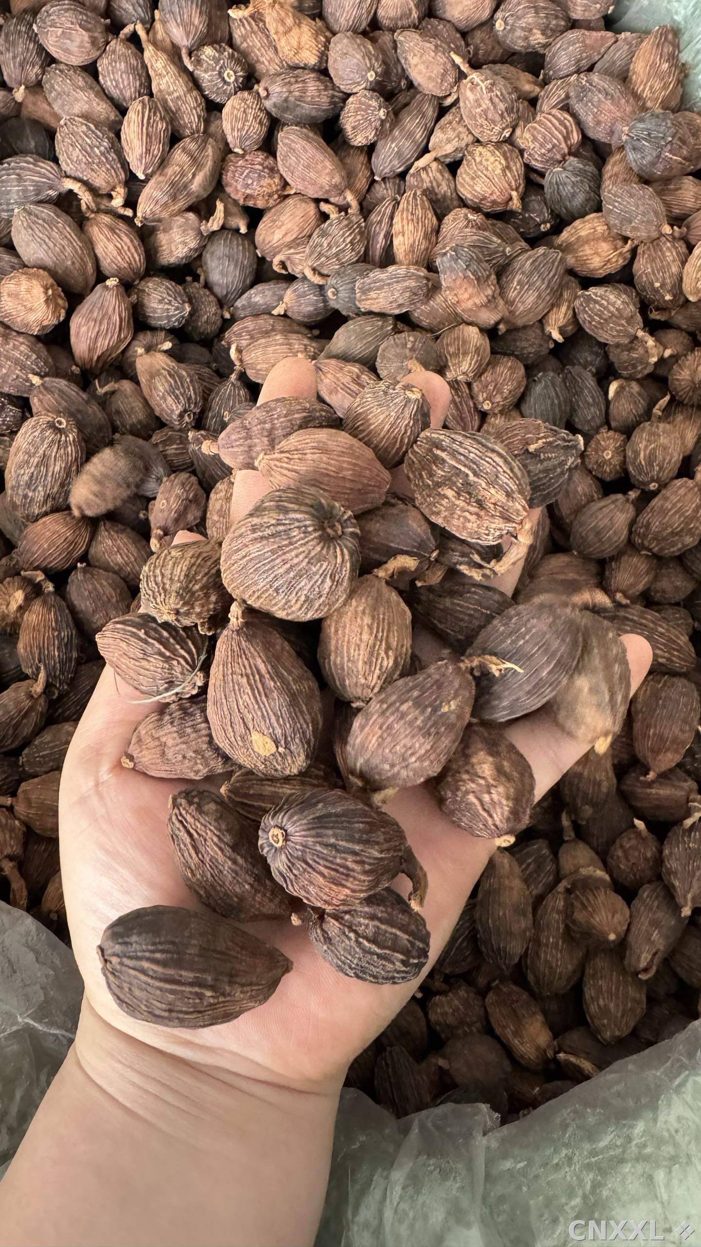 spice_8360_2294831f_1.jpg