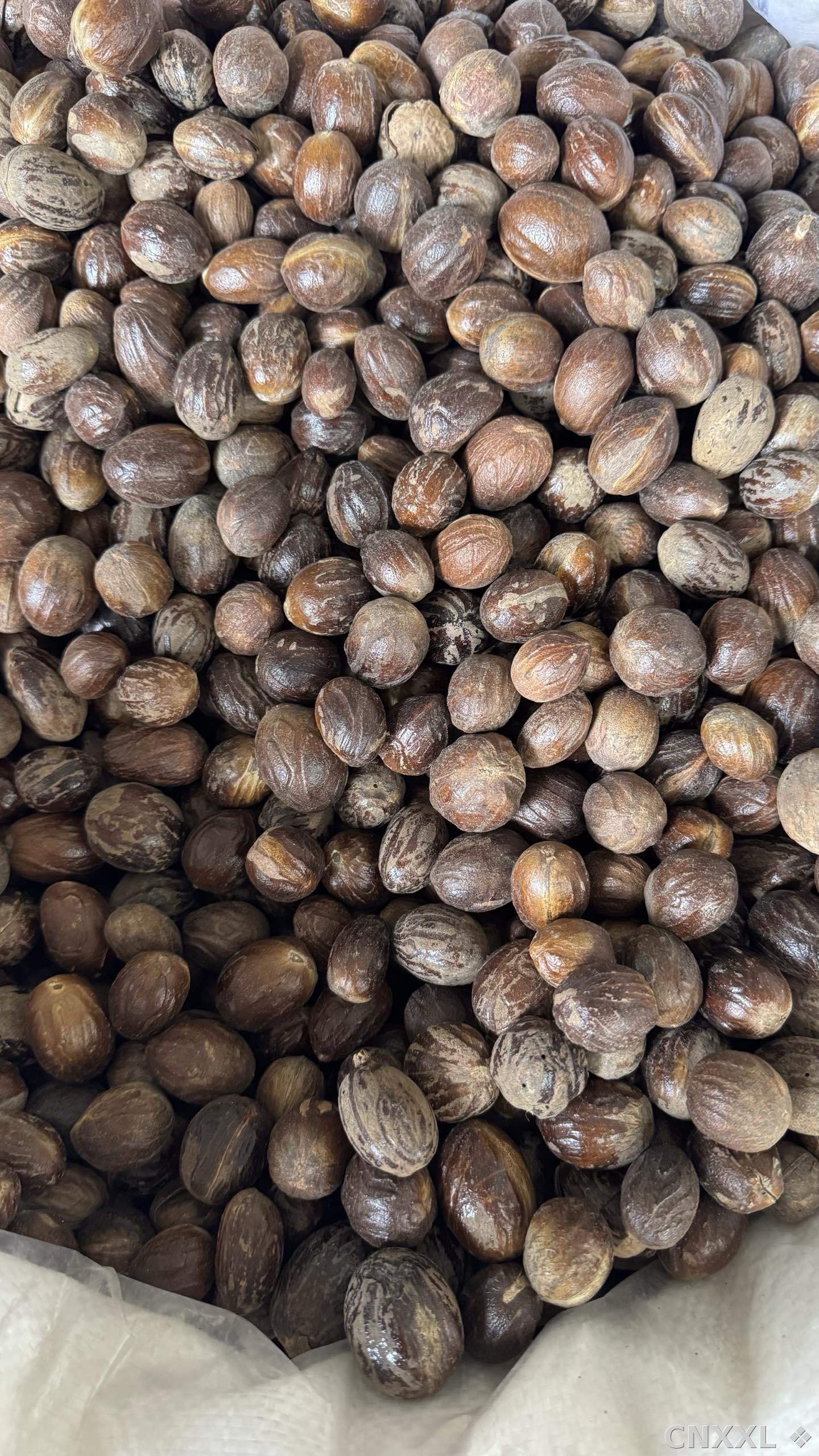 spice_8361_44497d08_3.jpg