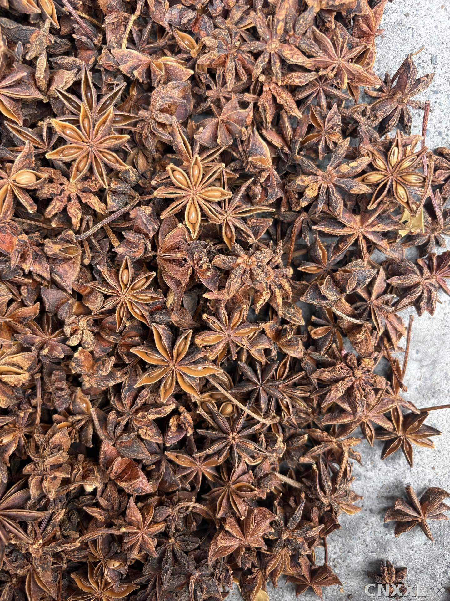 spice_8362_7b51f4e1_3.jpg