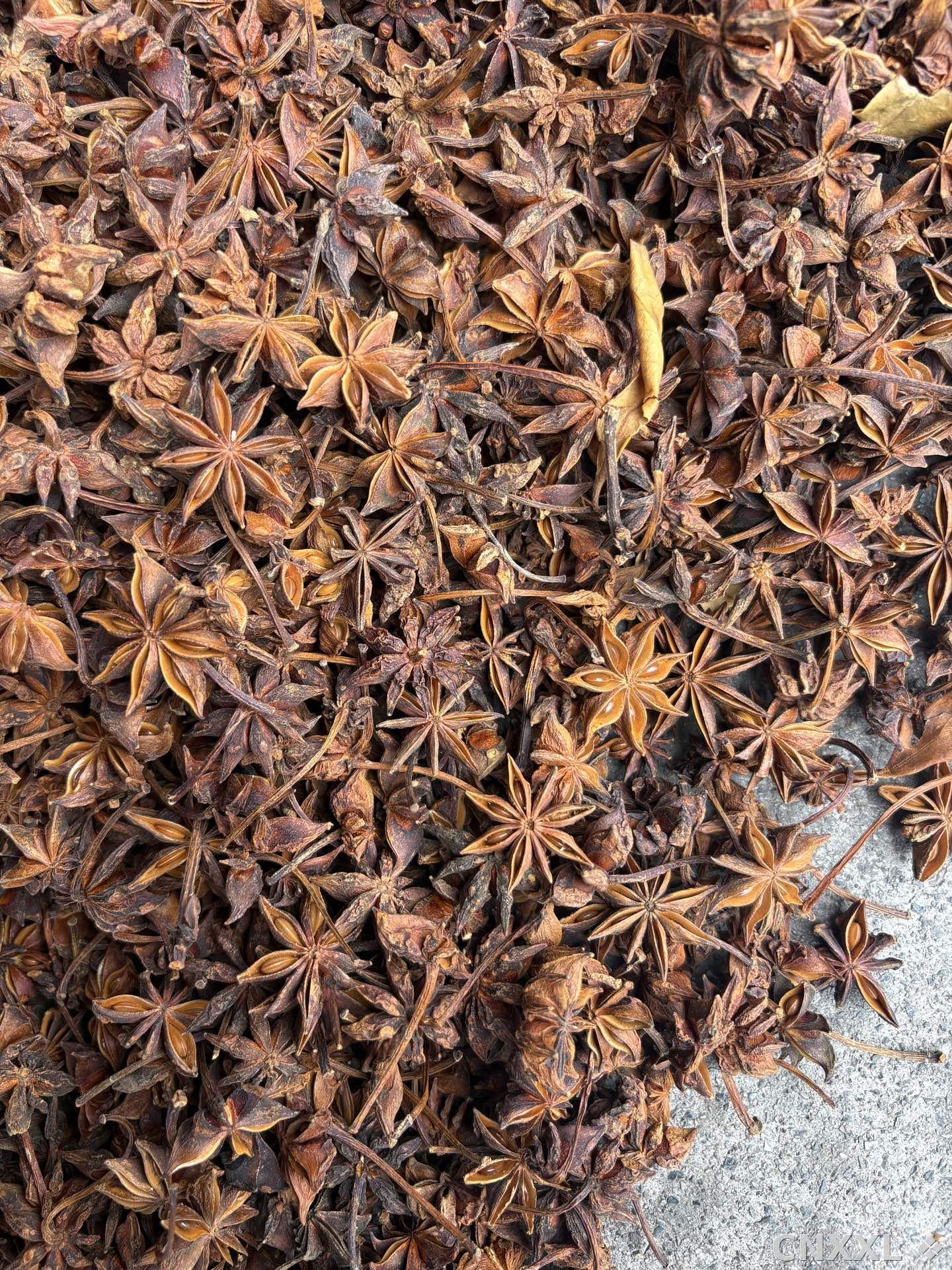 spice_8363_3925bb6f_3.jpg