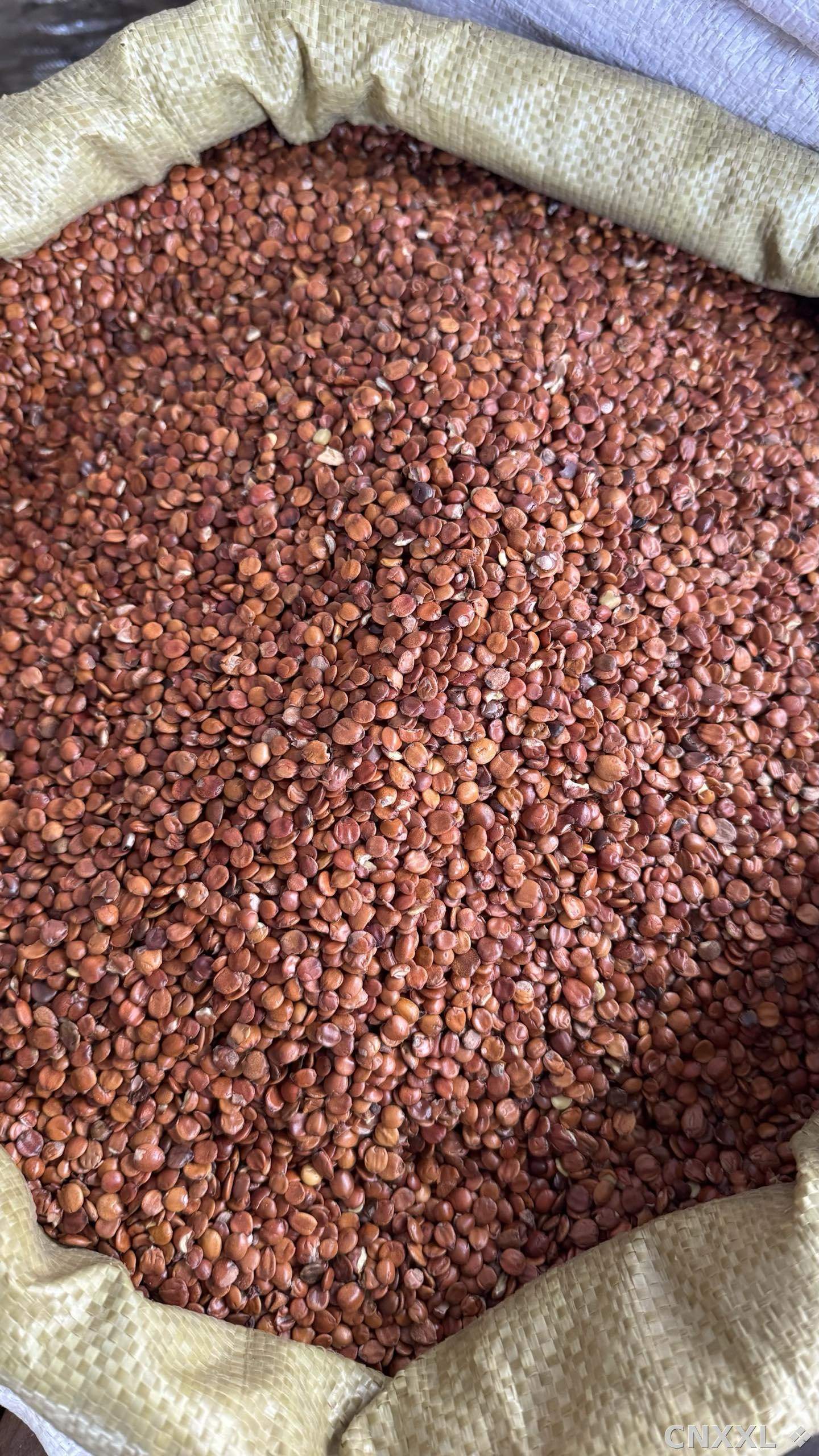 spice_8365_37a49742_3.jpg