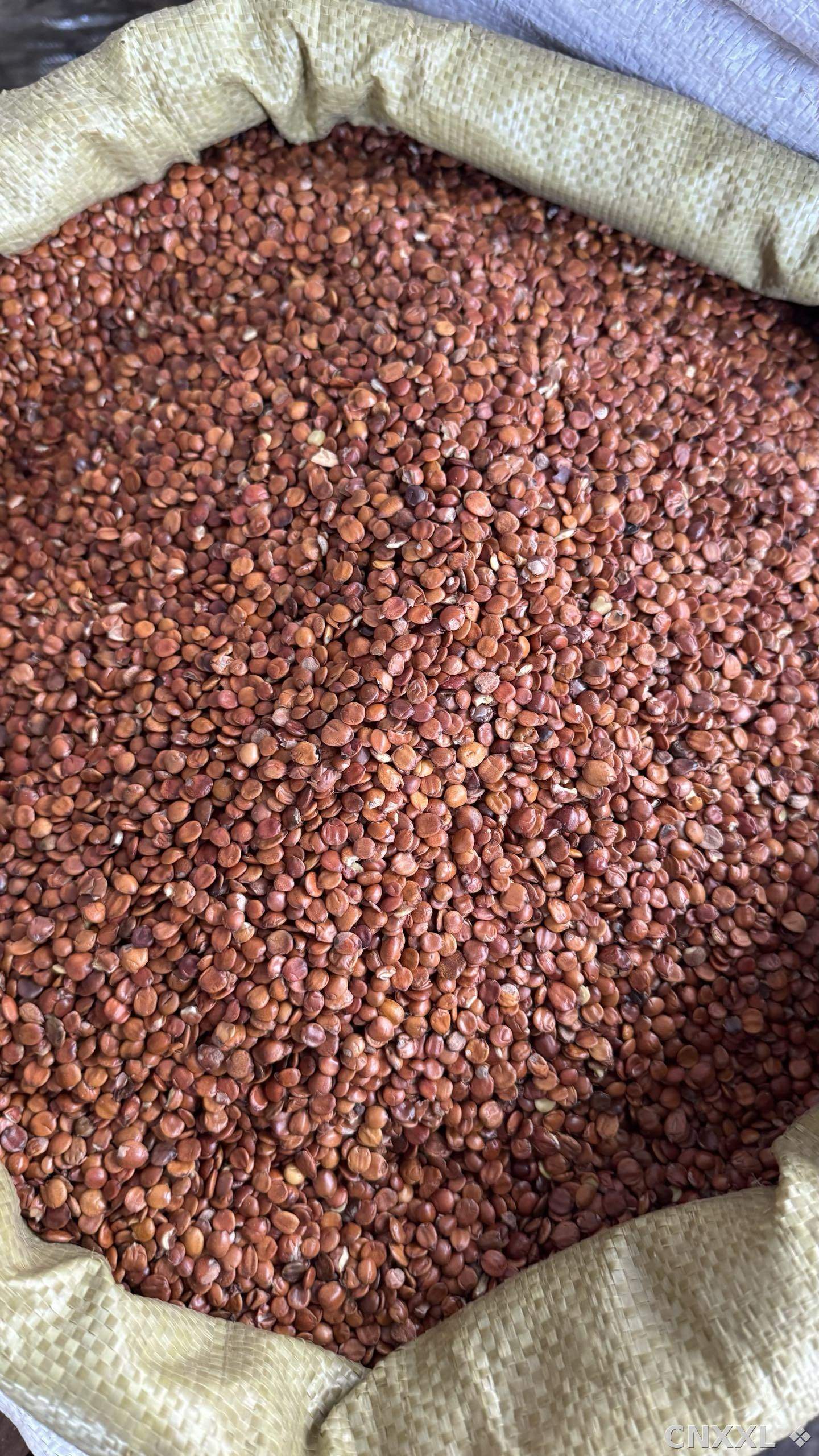 spice_8365_97775e81_2.jpg