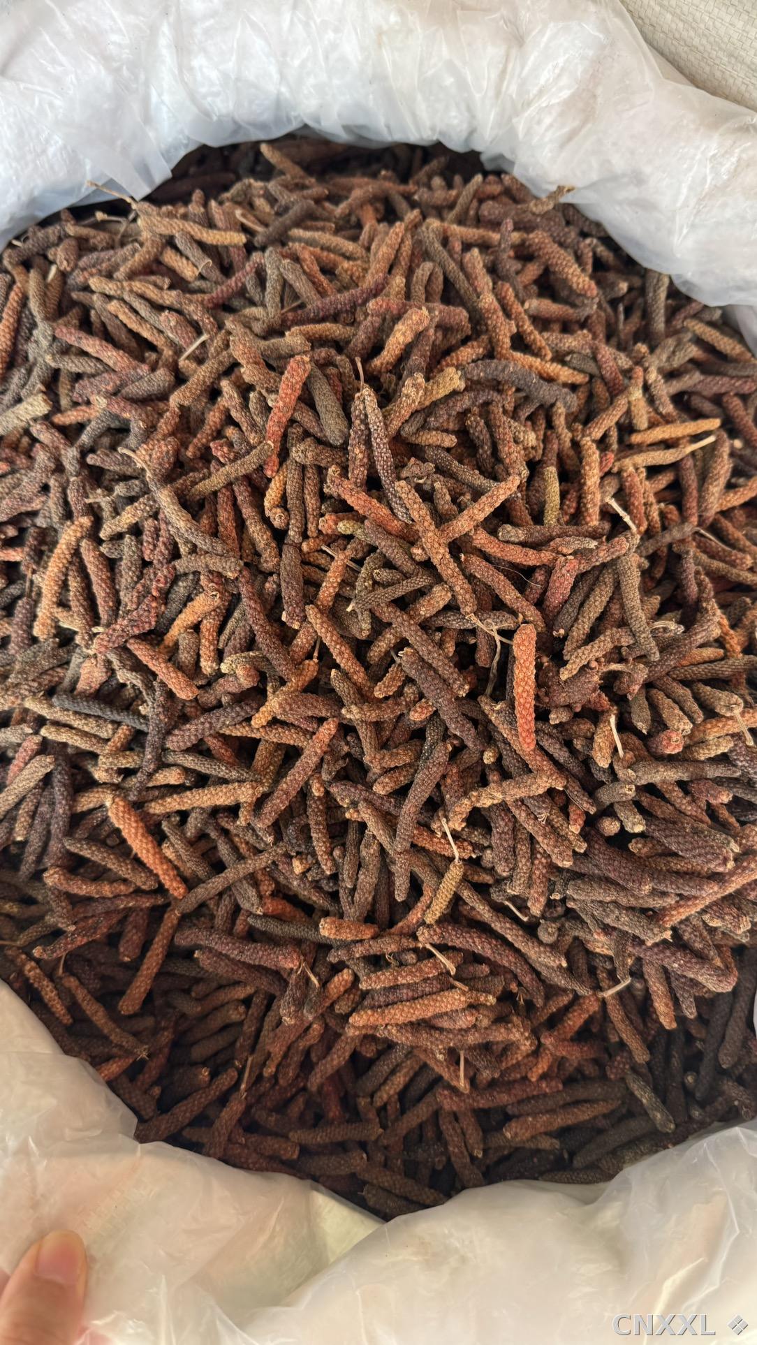 spice_8366_9414c54e_2.jpg