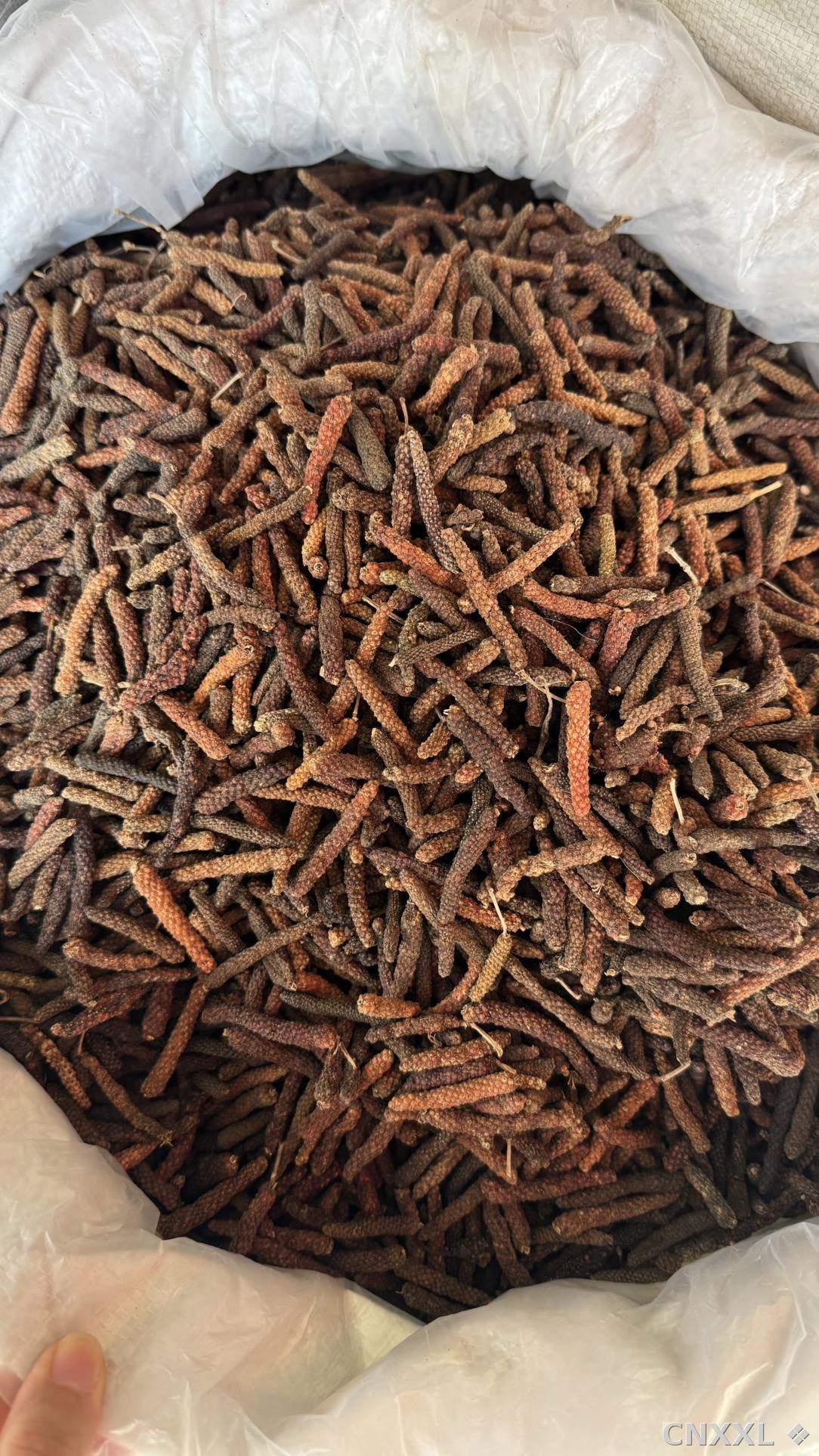 spice_8366_a870b18d_3.jpg