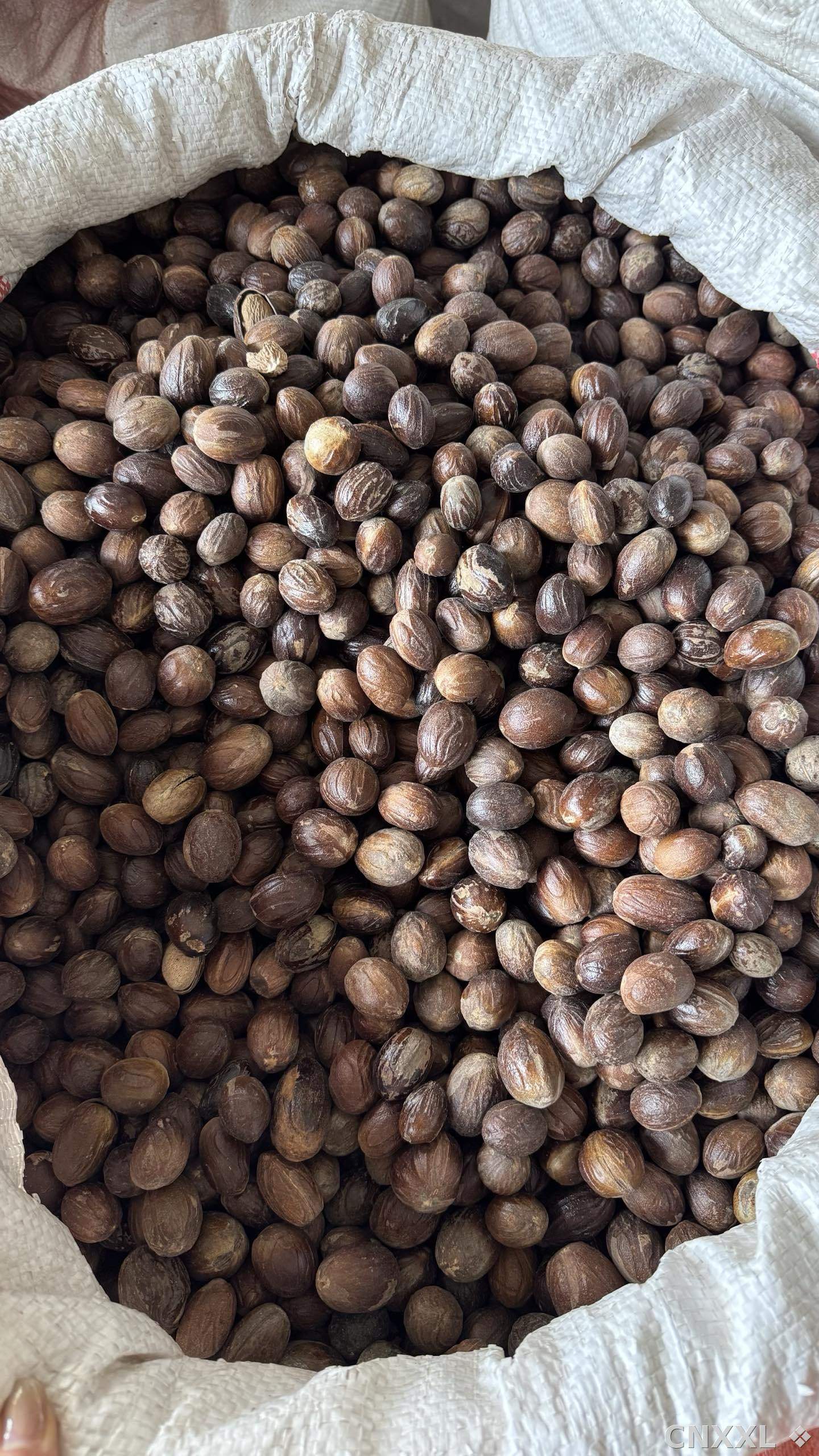 spice_8367_23b432d3_3.jpg
