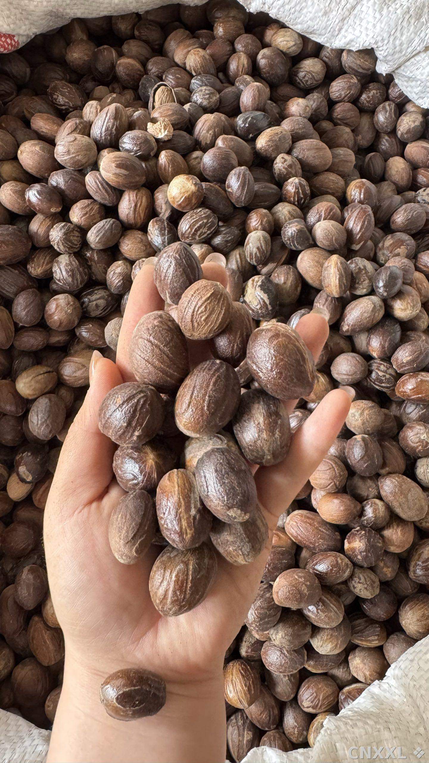 spice_8367_aa968a3f_1.jpg