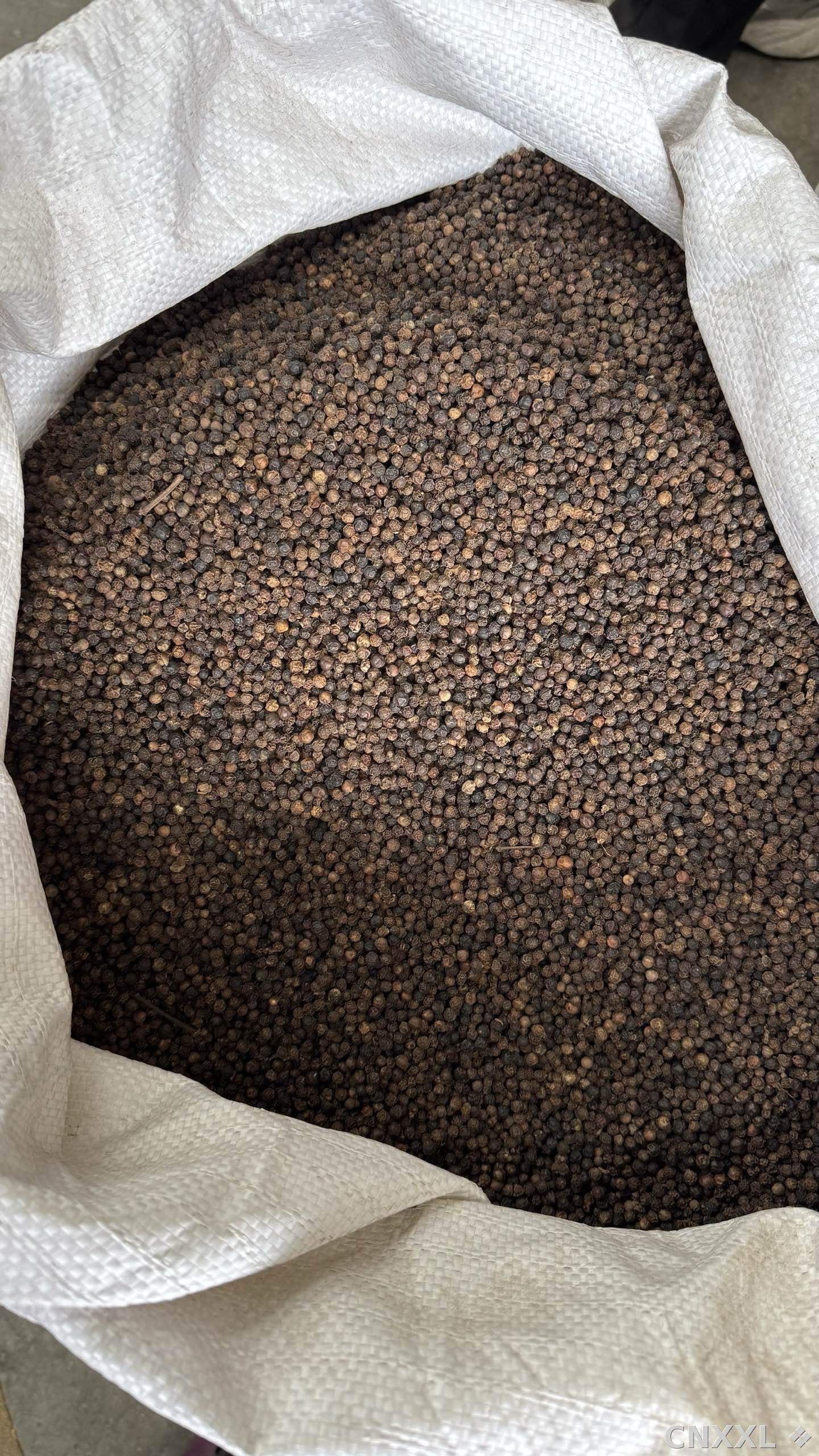 spice_8371_0f897608_3.jpg