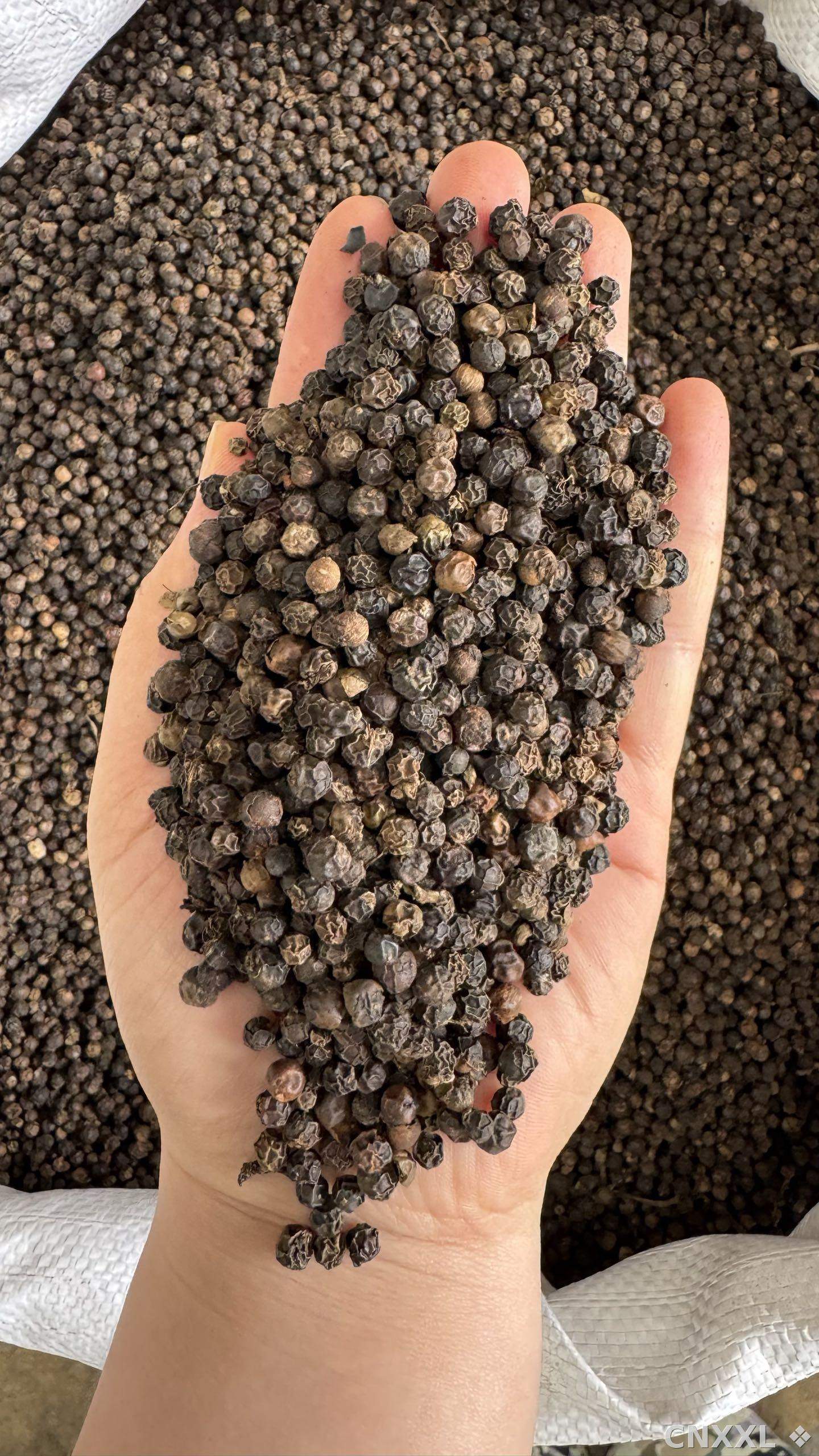 spice_8371_47bae5d8_1.jpg