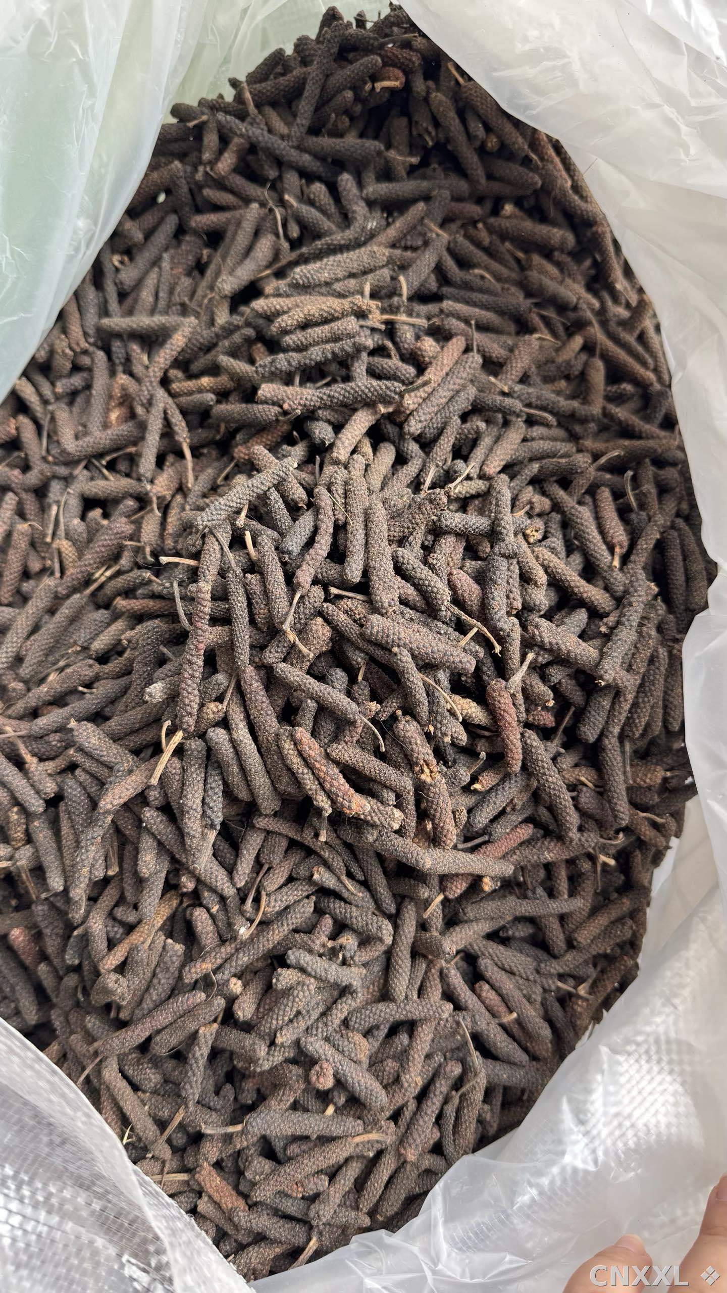 spice_8373_7b136aa9_2.jpg
