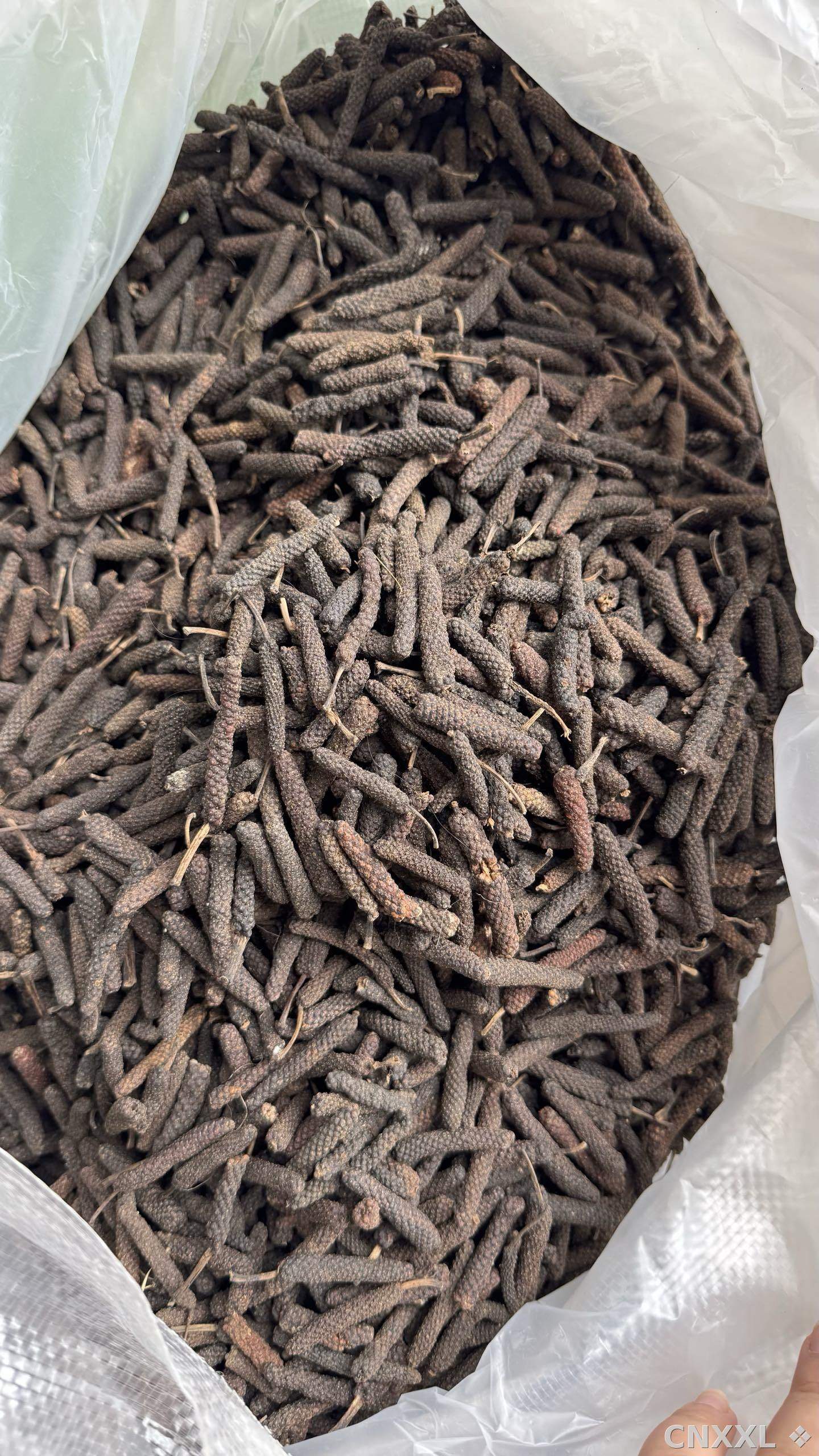 spice_8373_90e12414_3.jpg