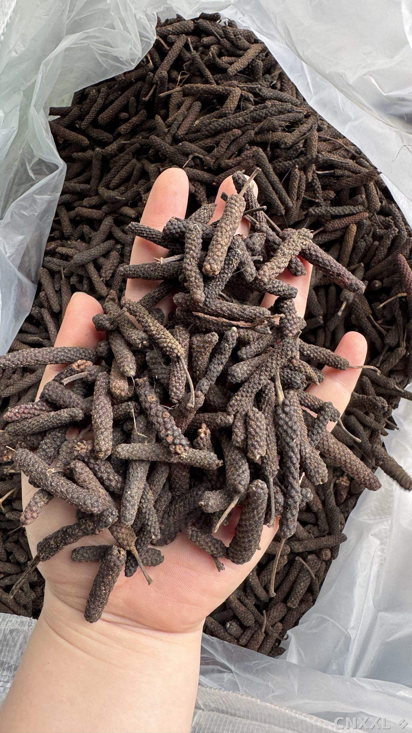 spice_8373_d4a3e8aa_1.jpg