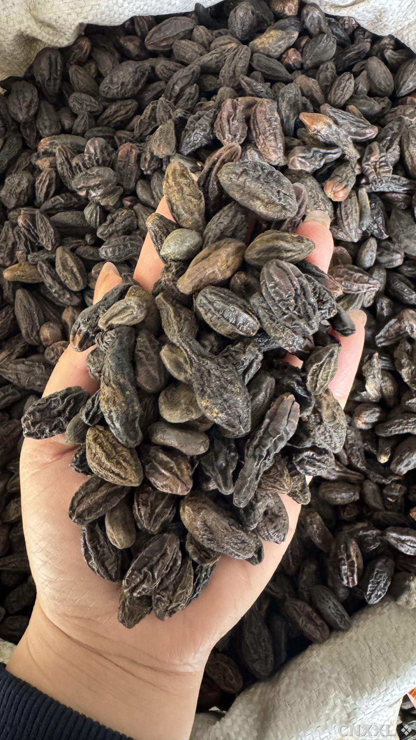 spice_8374_b369fb5c_2.jpg