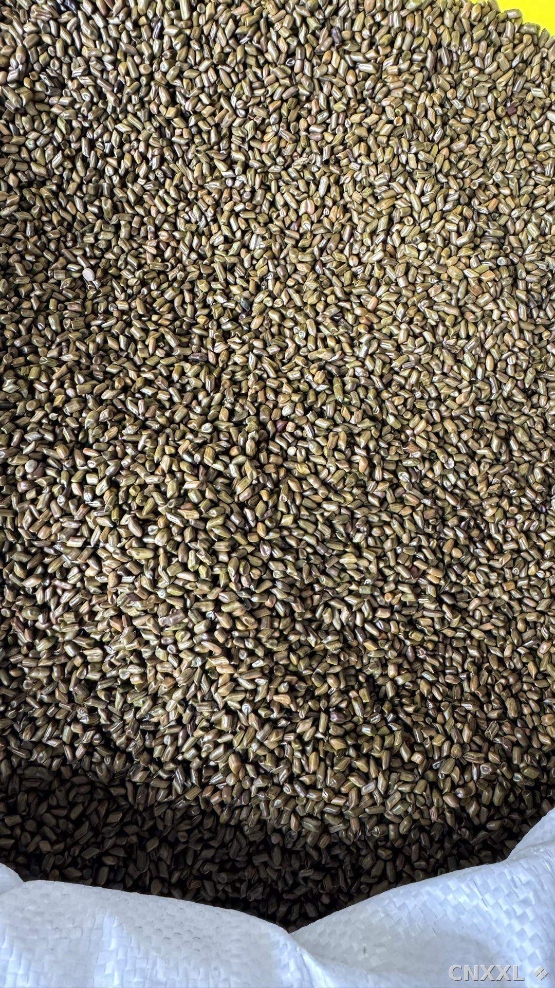 spice_8375_84d0227e_3.jpg
