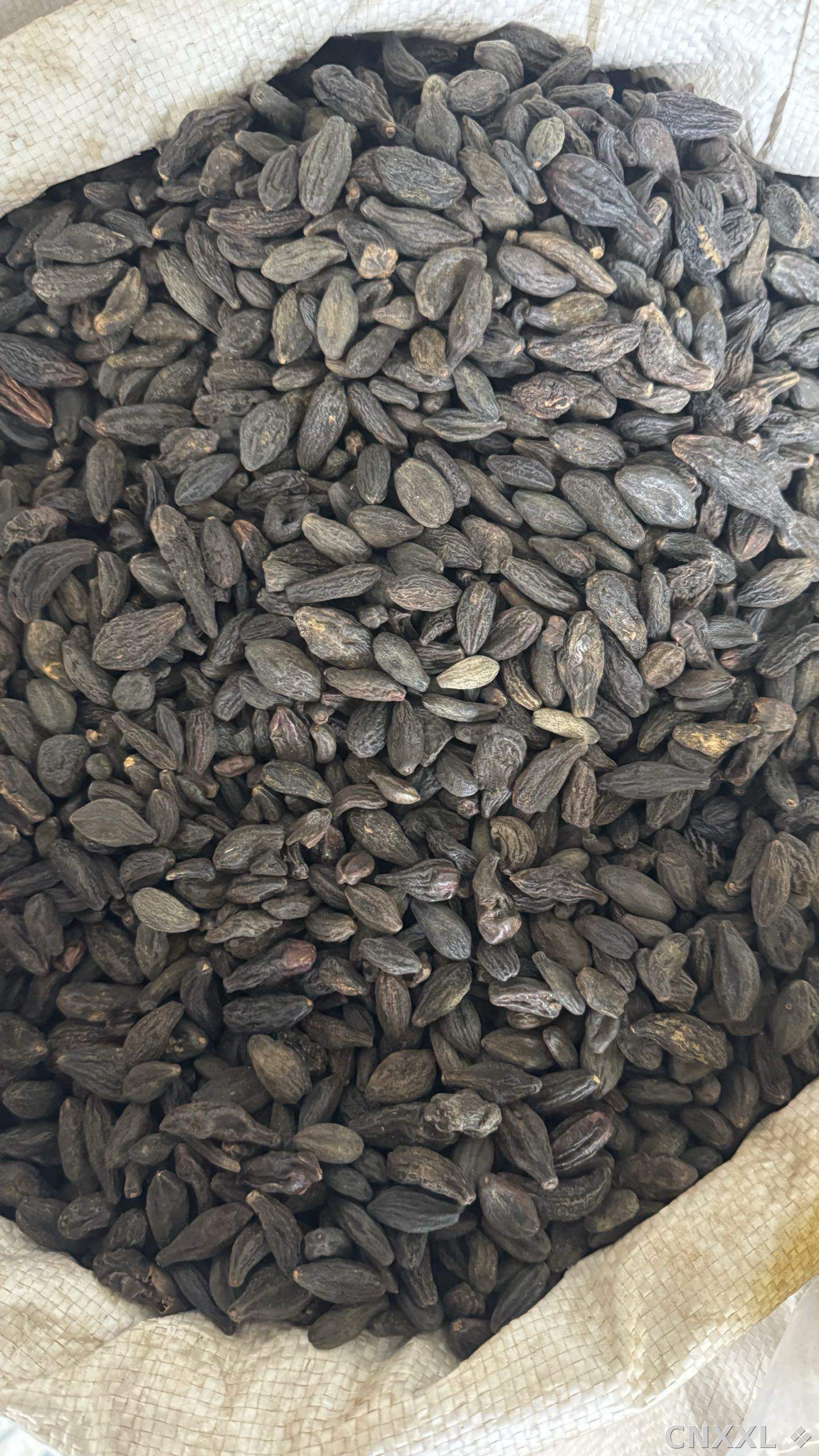 spice_8376_11f7bafa_3.jpg