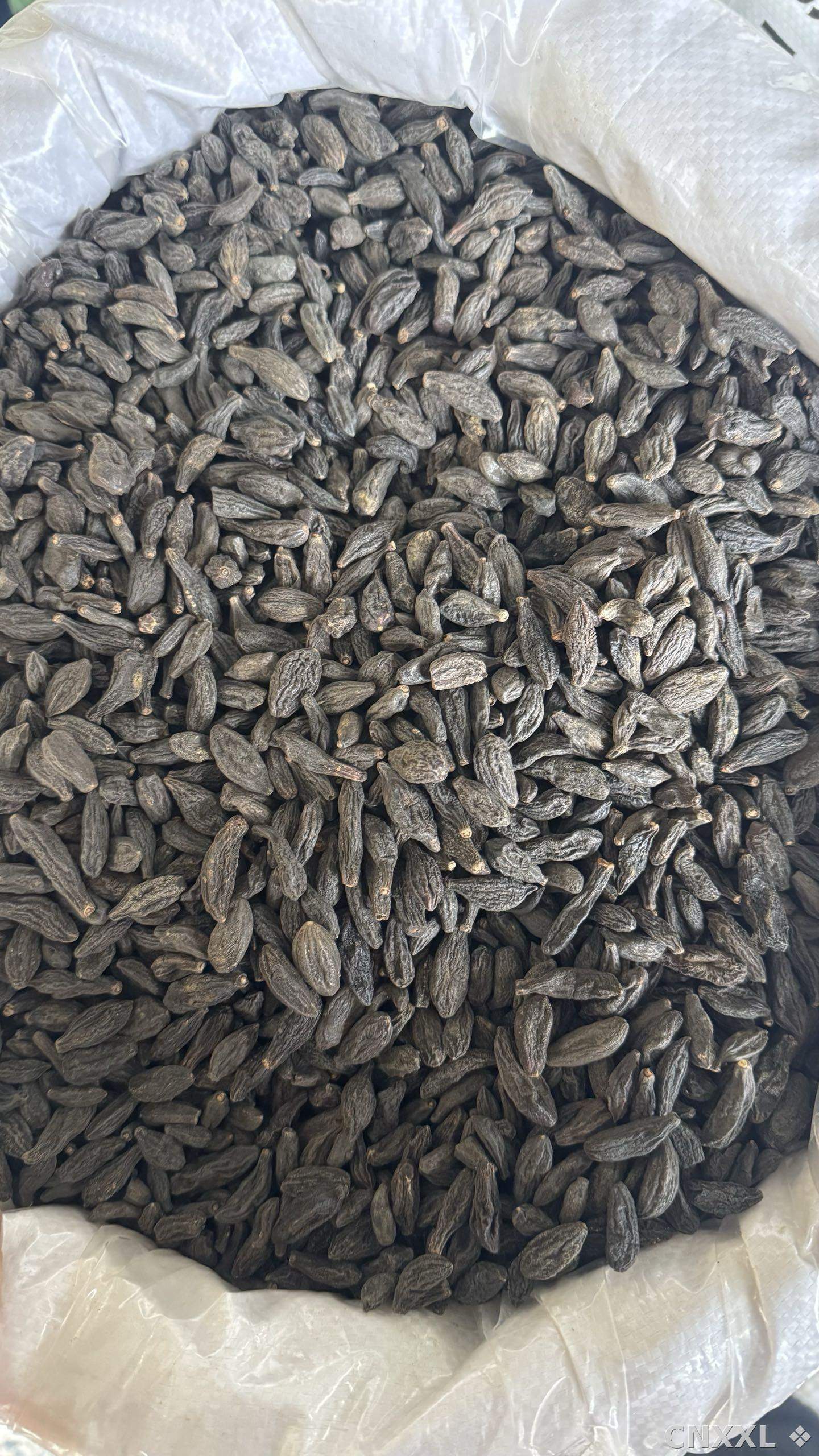 spice_8377_3bafb667_3.jpg