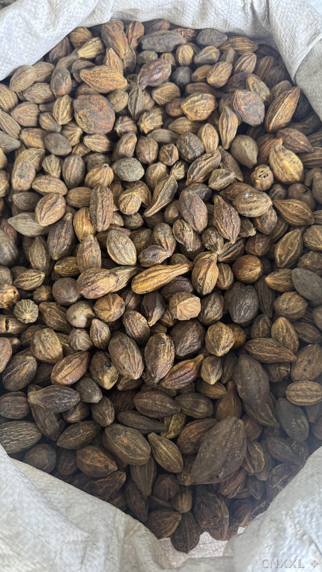 spice_8378_1f7c0219_3.jpg