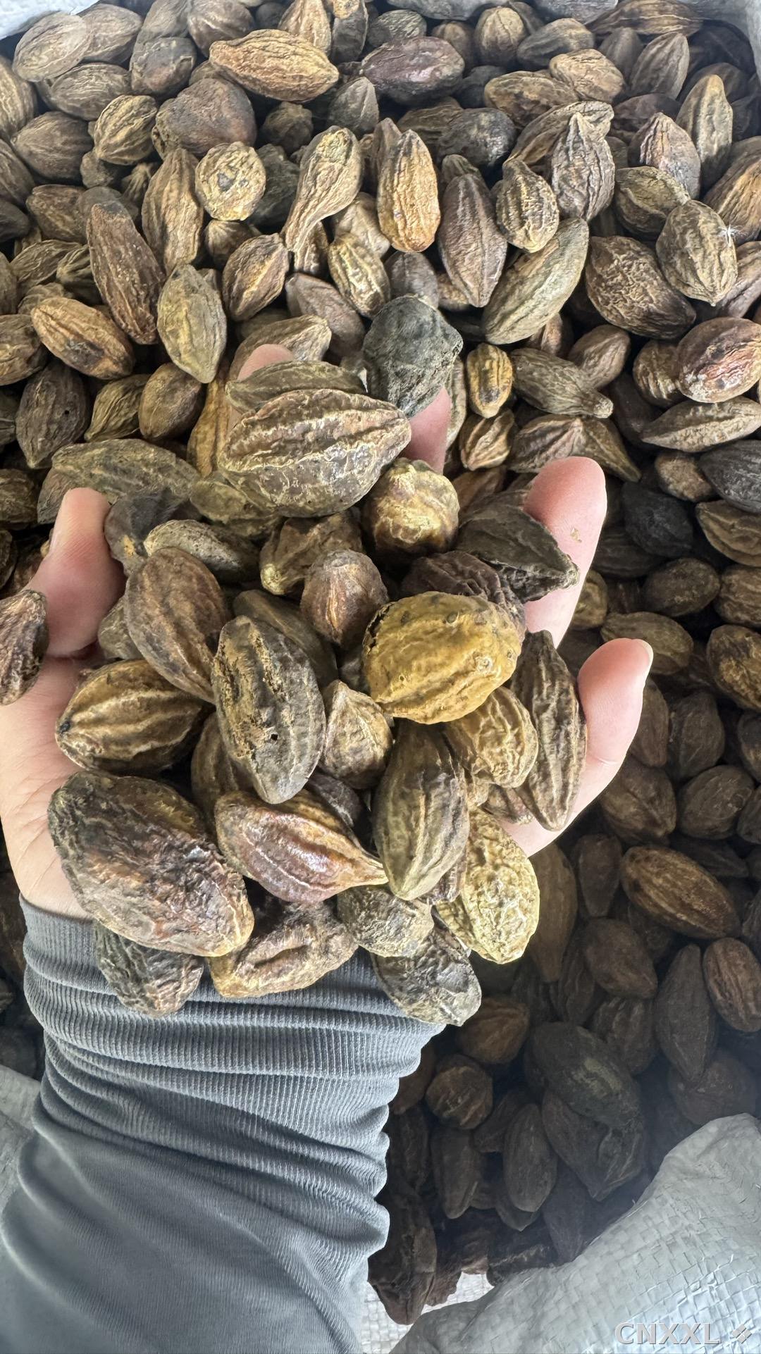 spice_8378_76614eea_2.jpg
