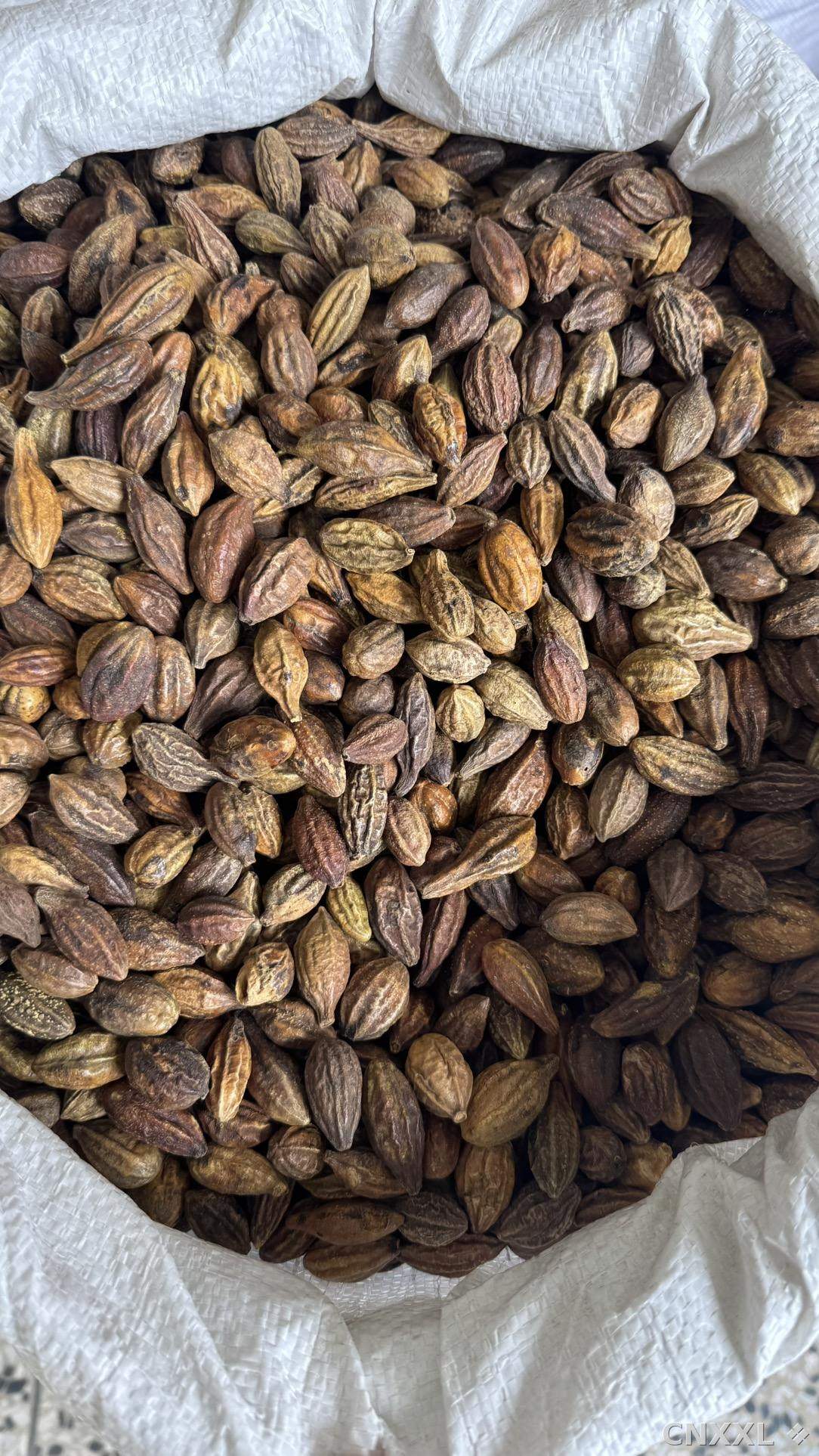 spice_8379_ae9ae67d_3.jpg
