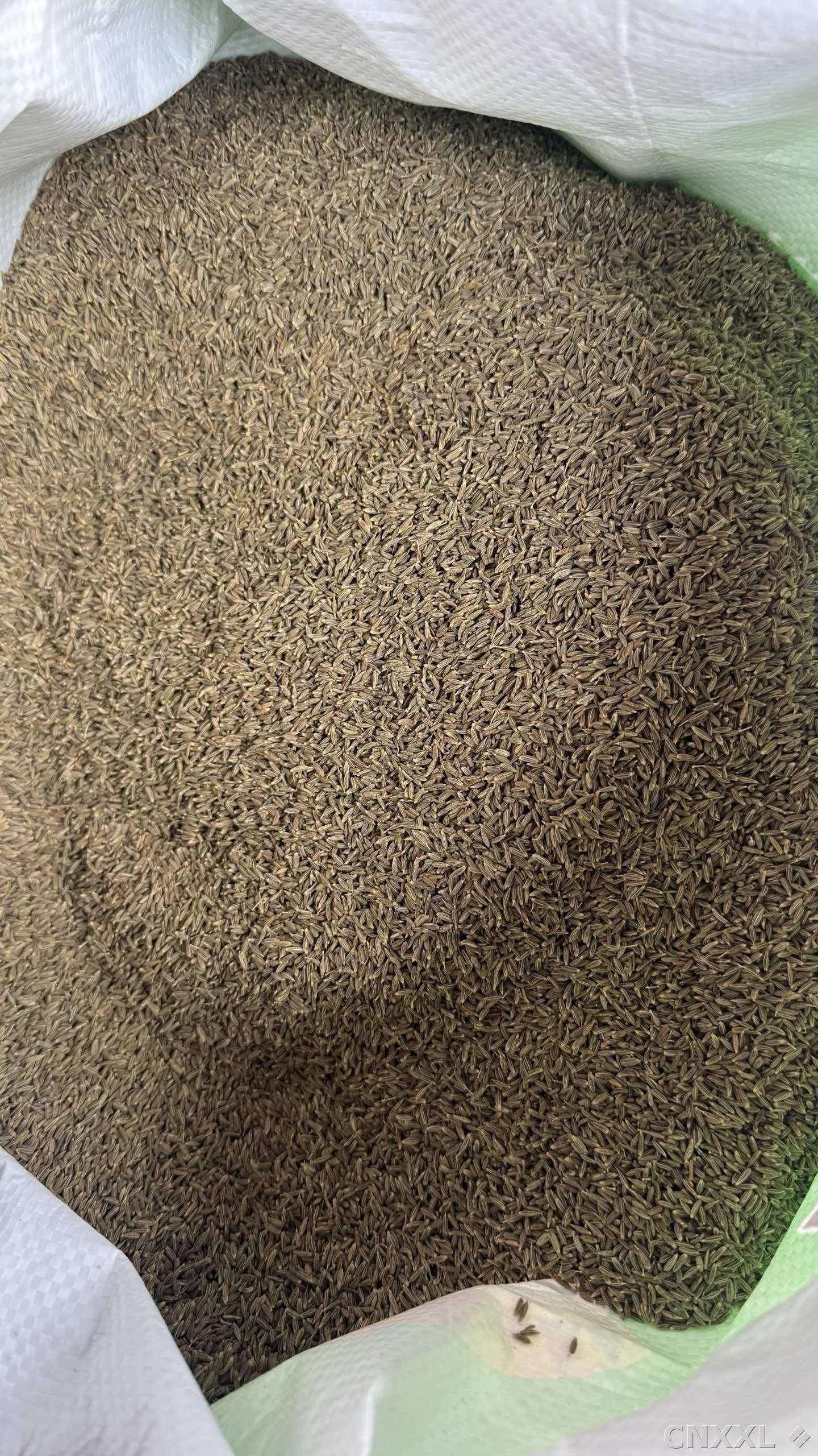 spice_8390_75c4cded_2.jpg
