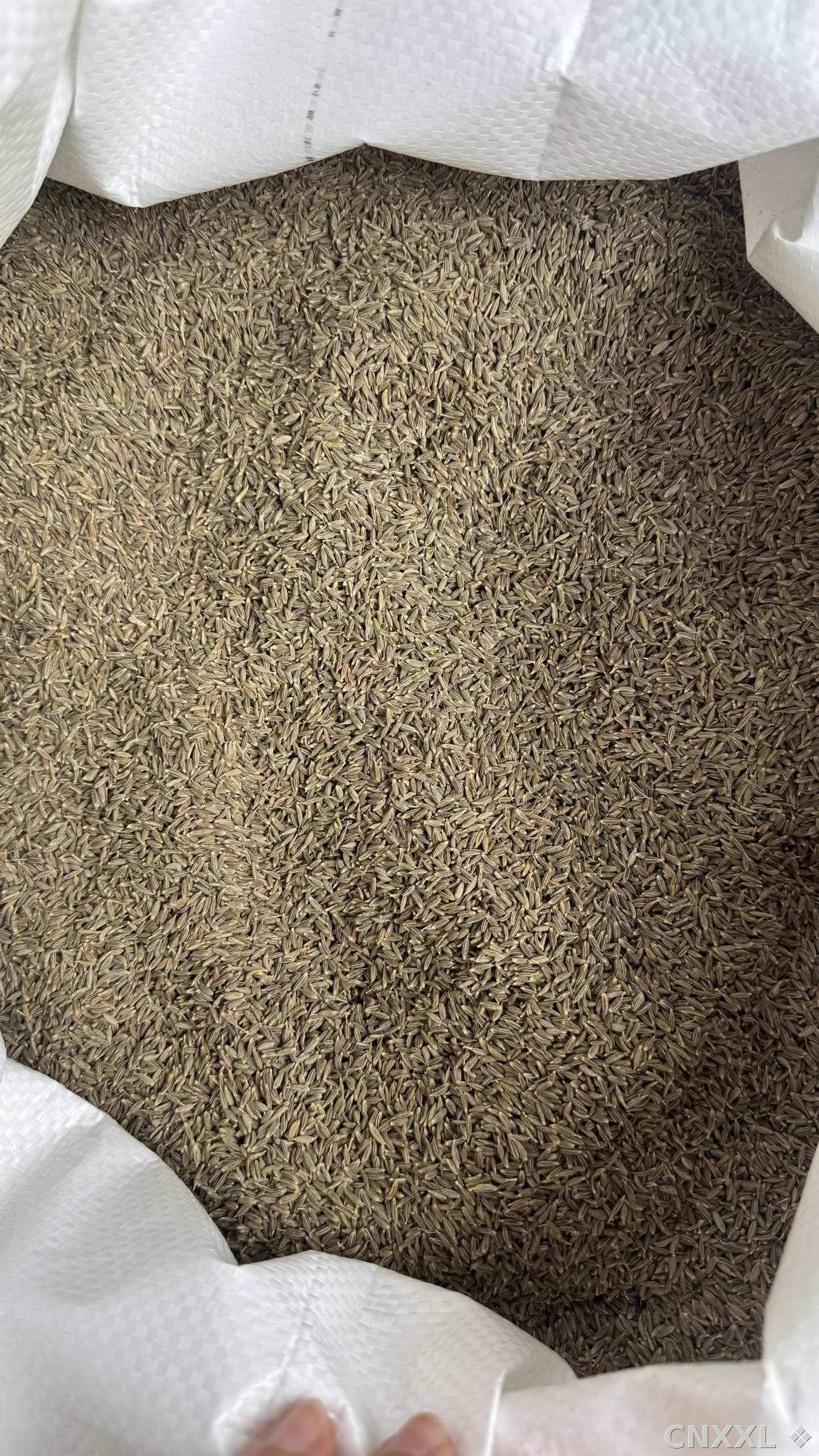 spice_8391_cfdc3f91_2.jpg