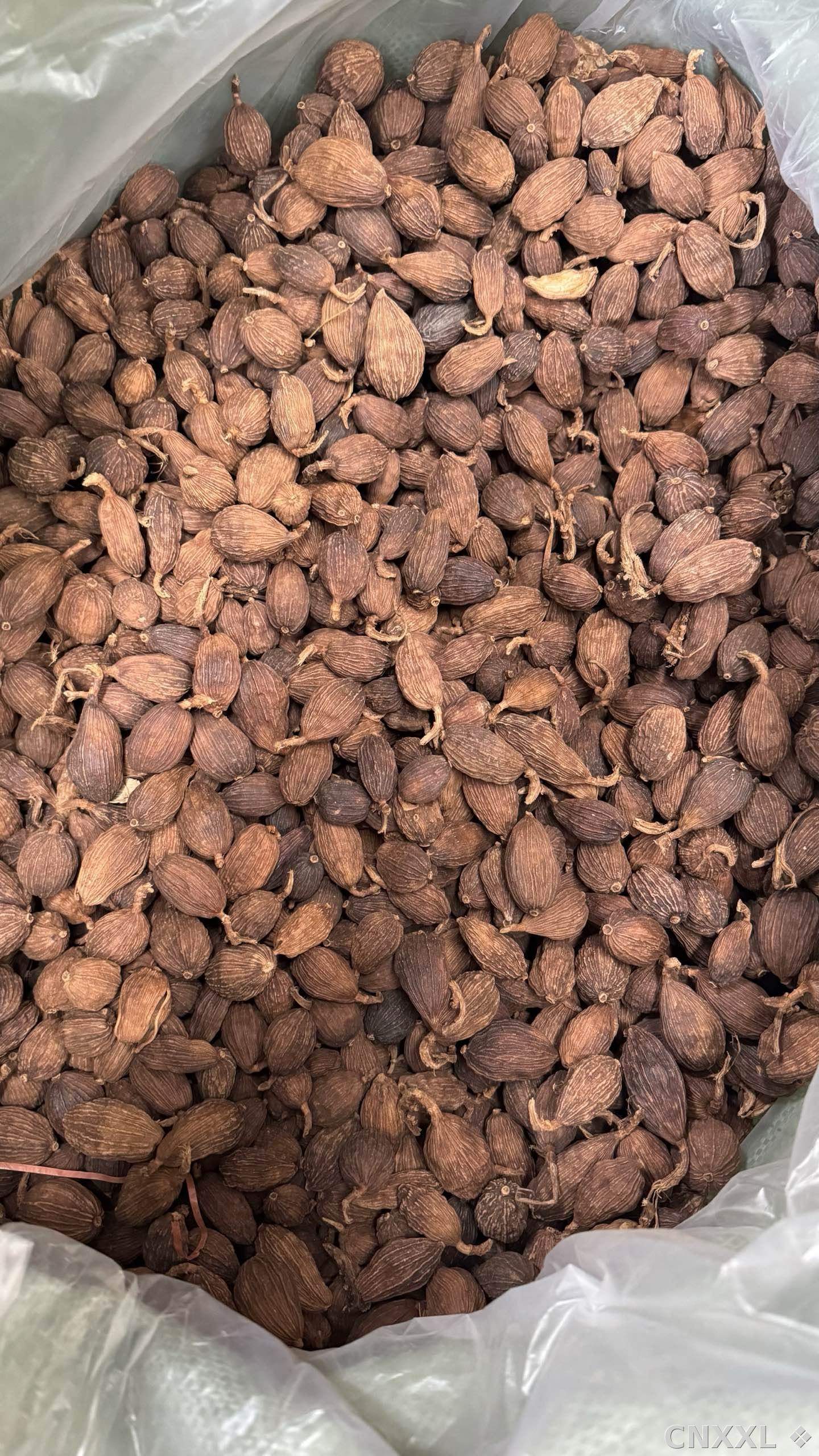 spice_8392_a9d3168f_2.jpg