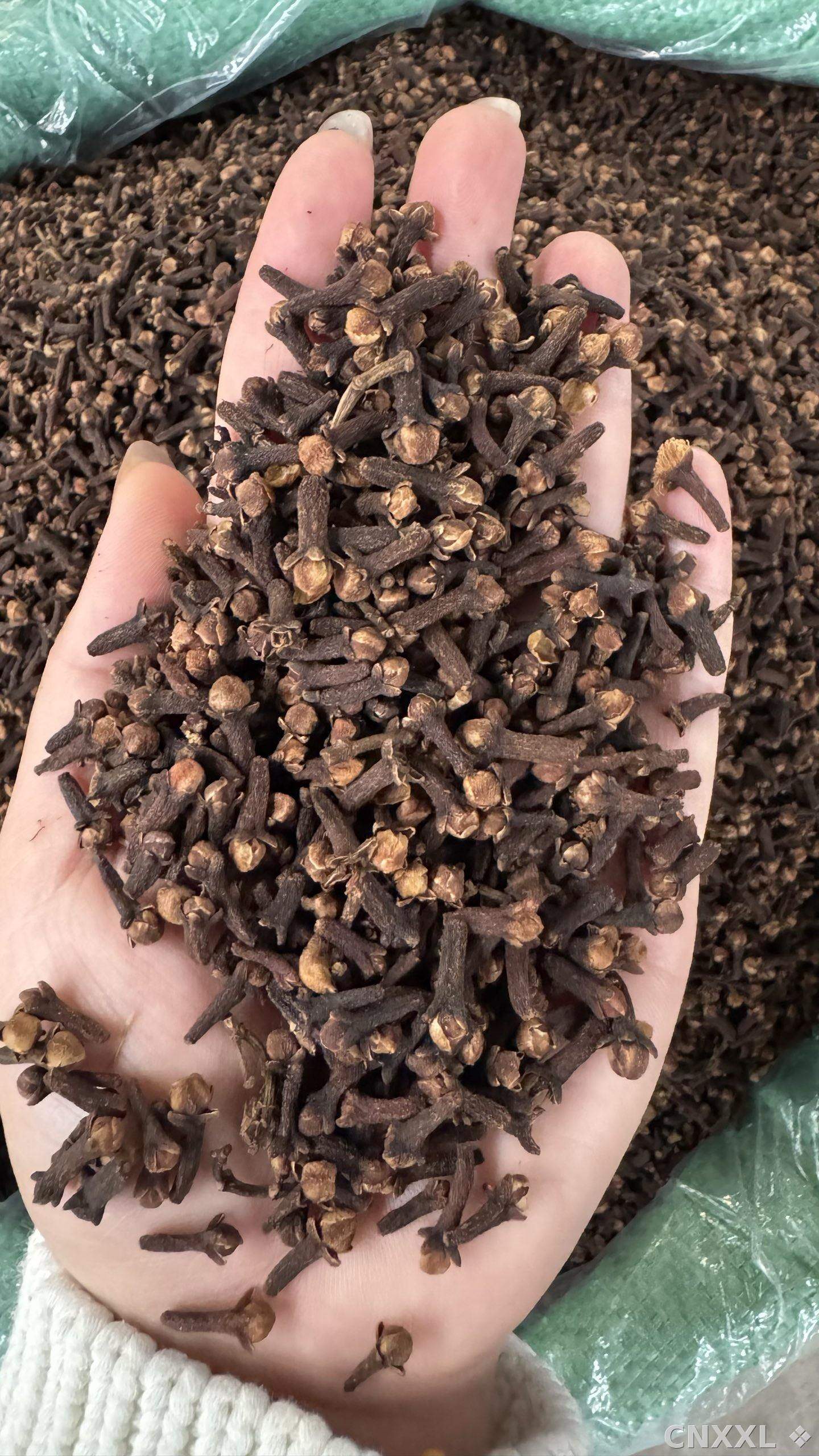 spice_8393_918cf24c_2.jpg