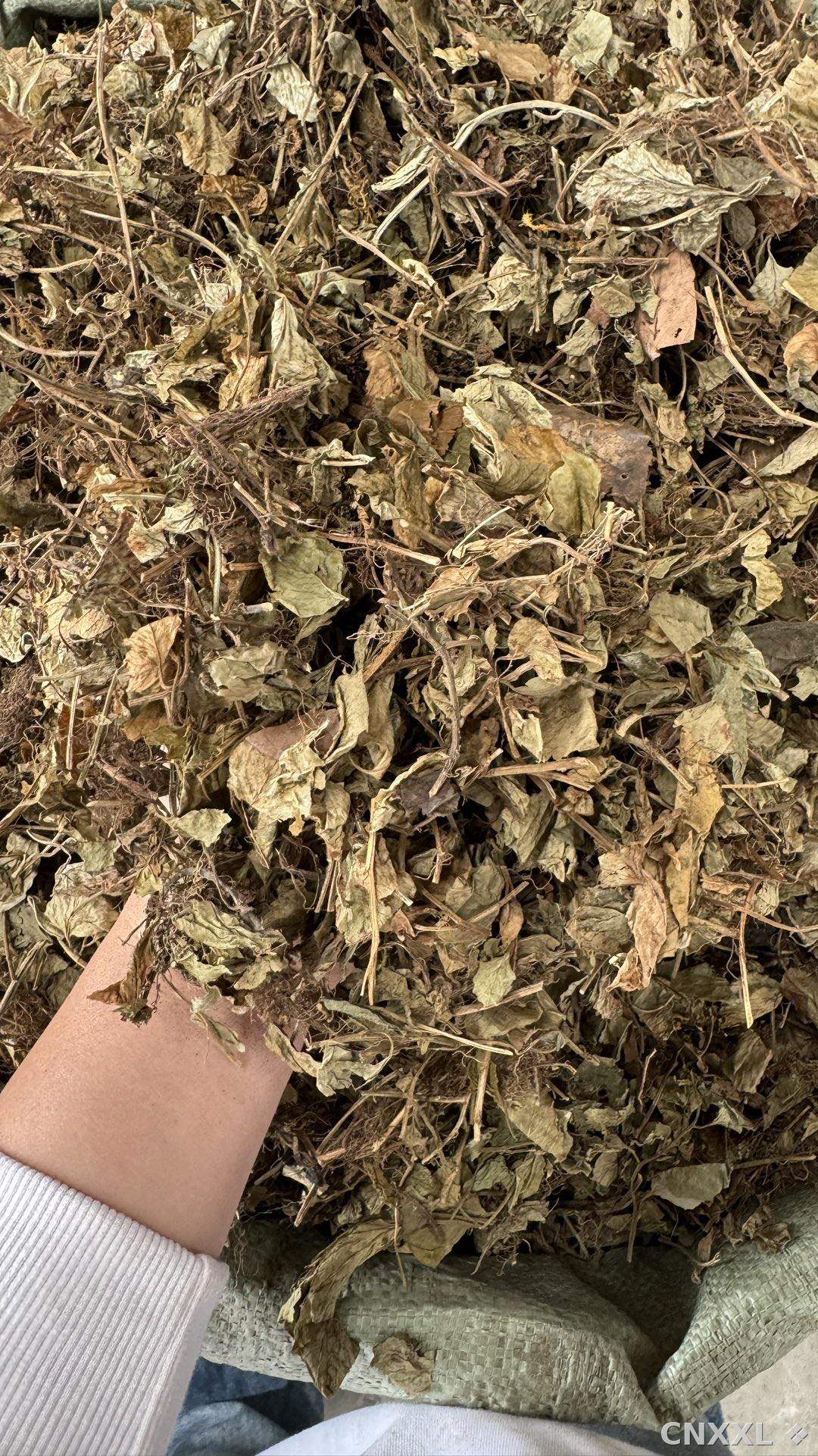 spice_8422_7734fd65_2.jpg