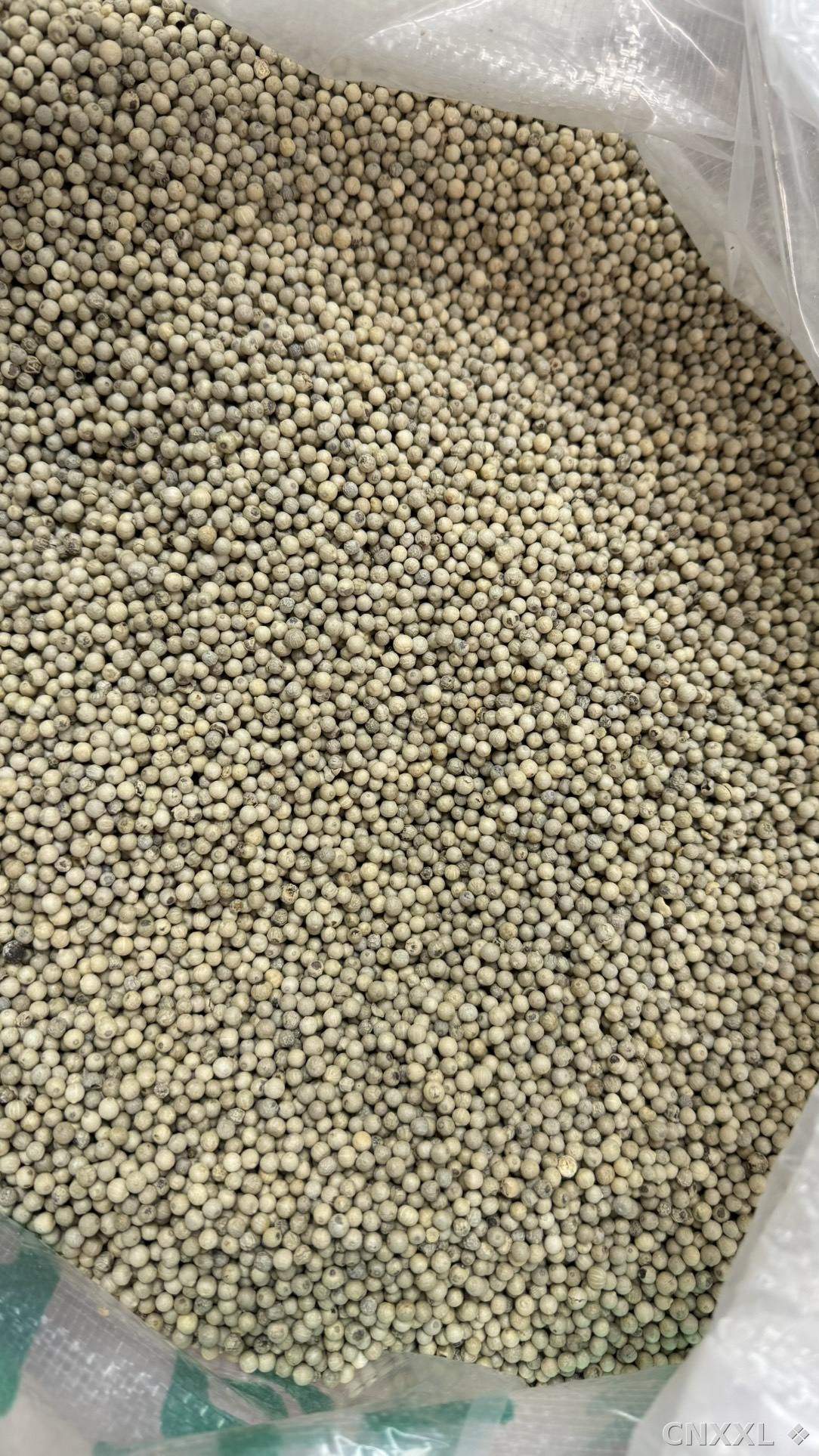 spice_8433_0c96bc02_3.jpg