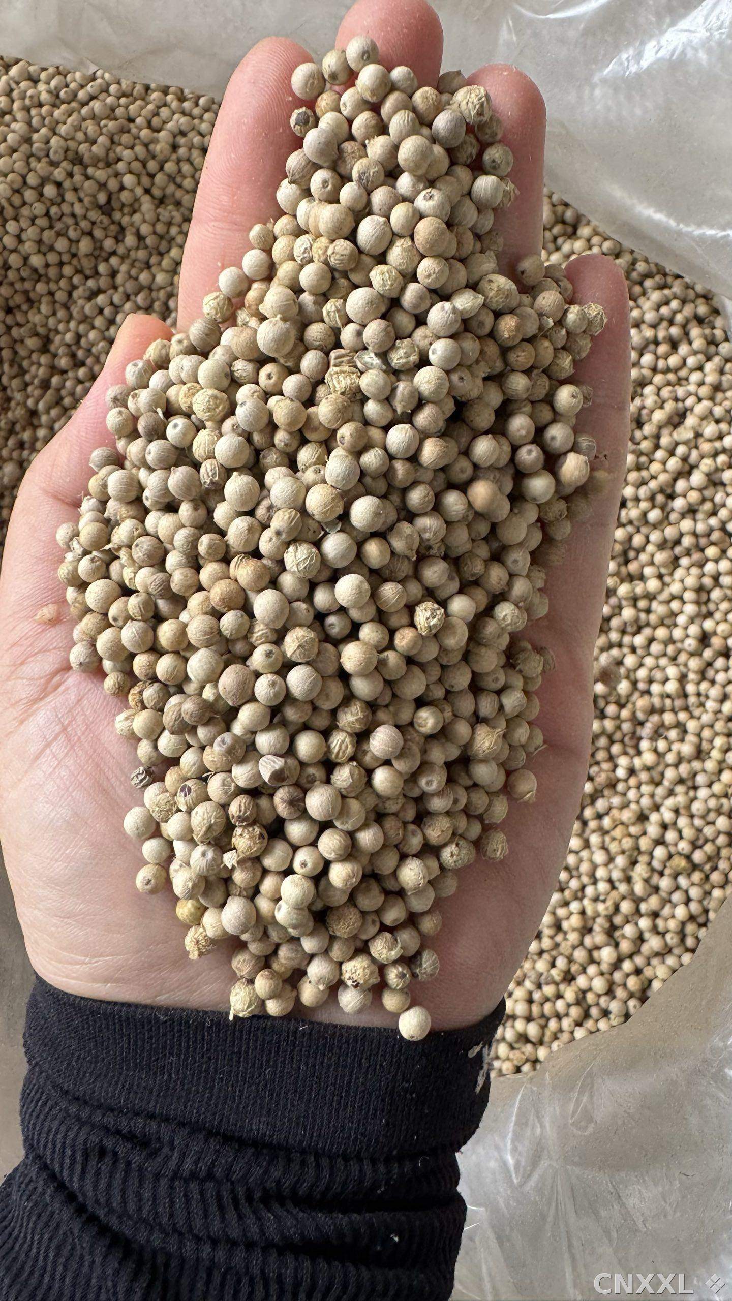 spice_8434_05ab8794_1.jpg